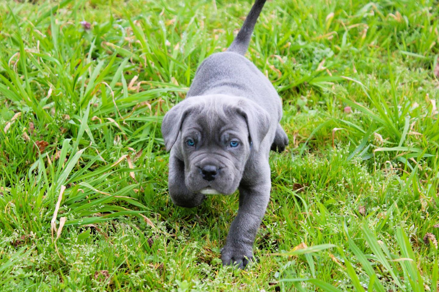 Image Cane Corso
