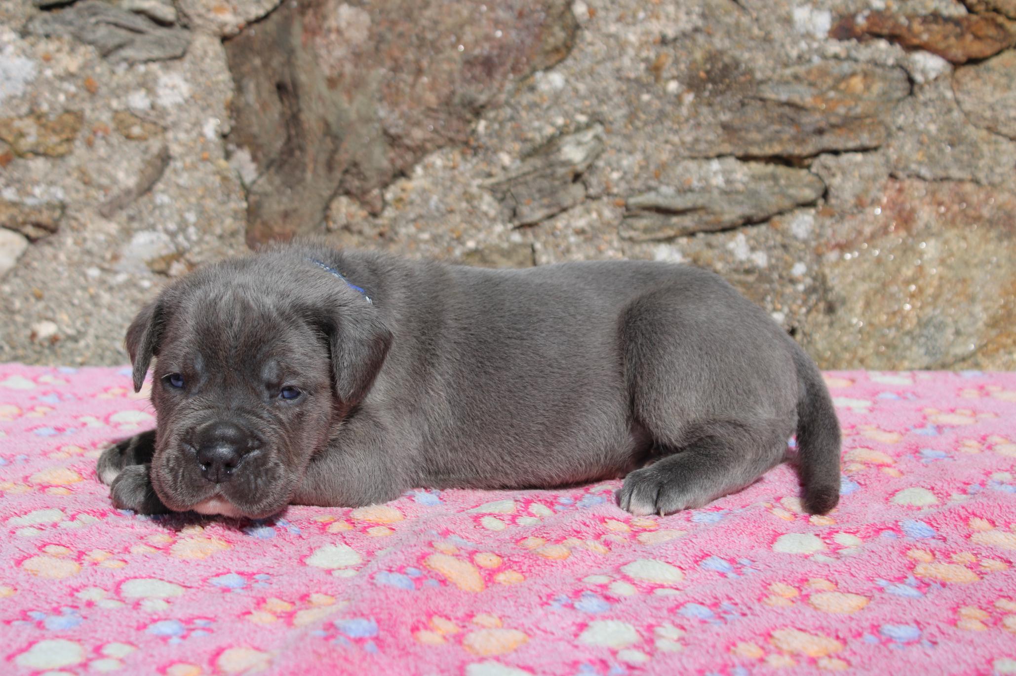 Image Cane Corso