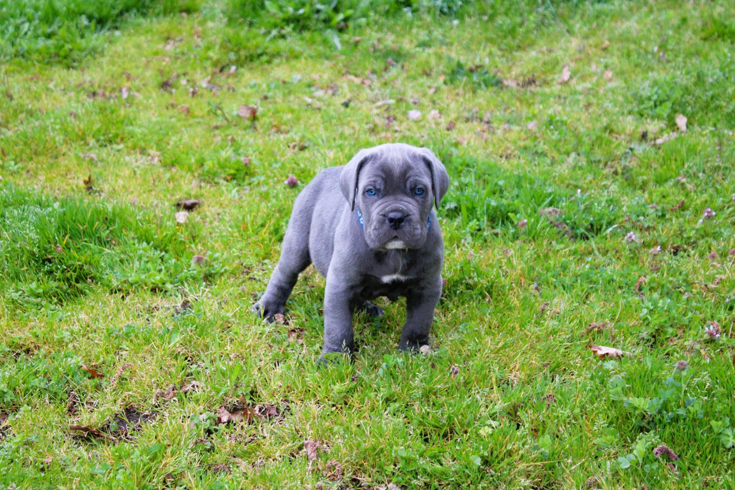 Image Cane Corso