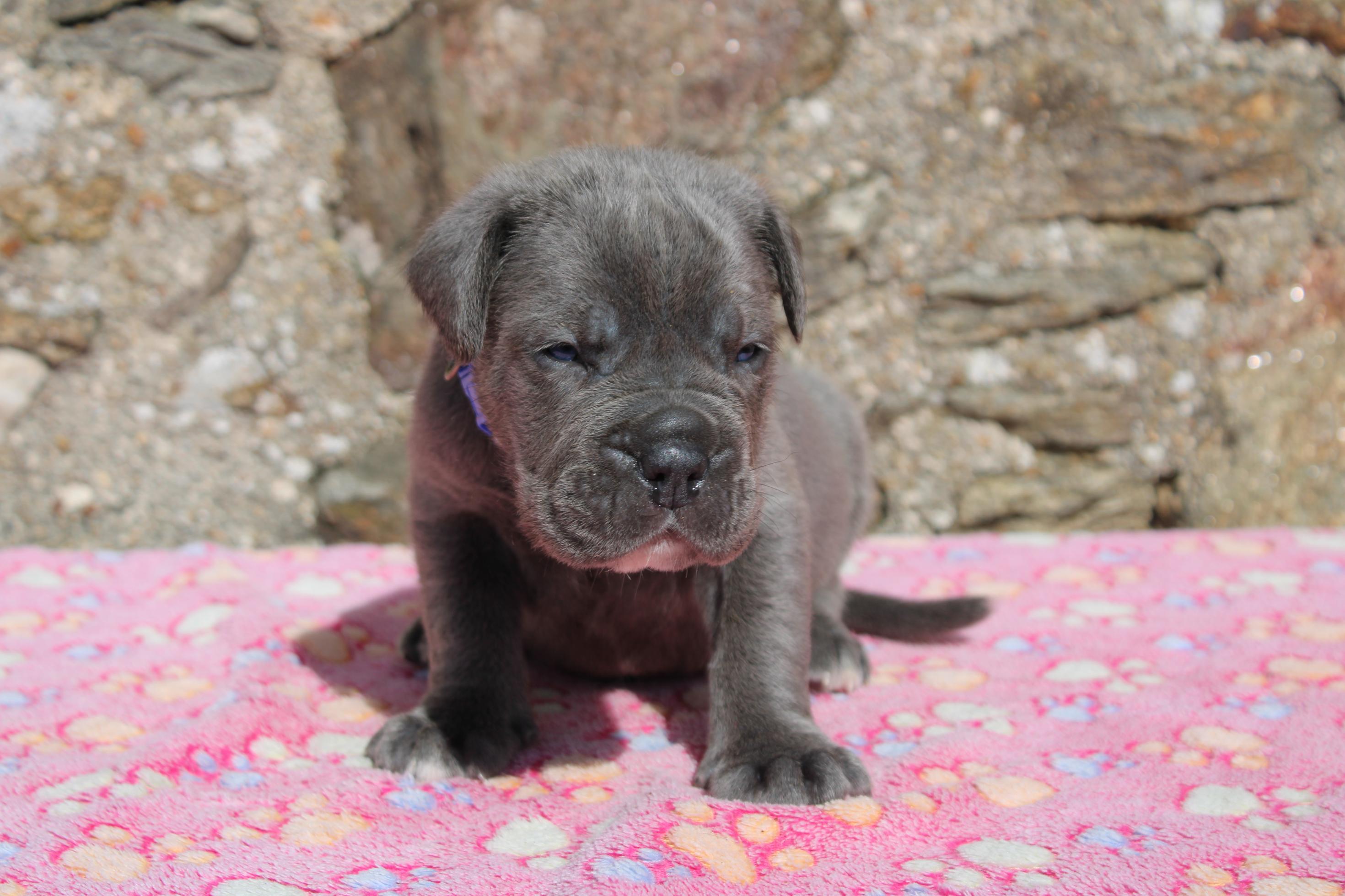 Image Cane Corso