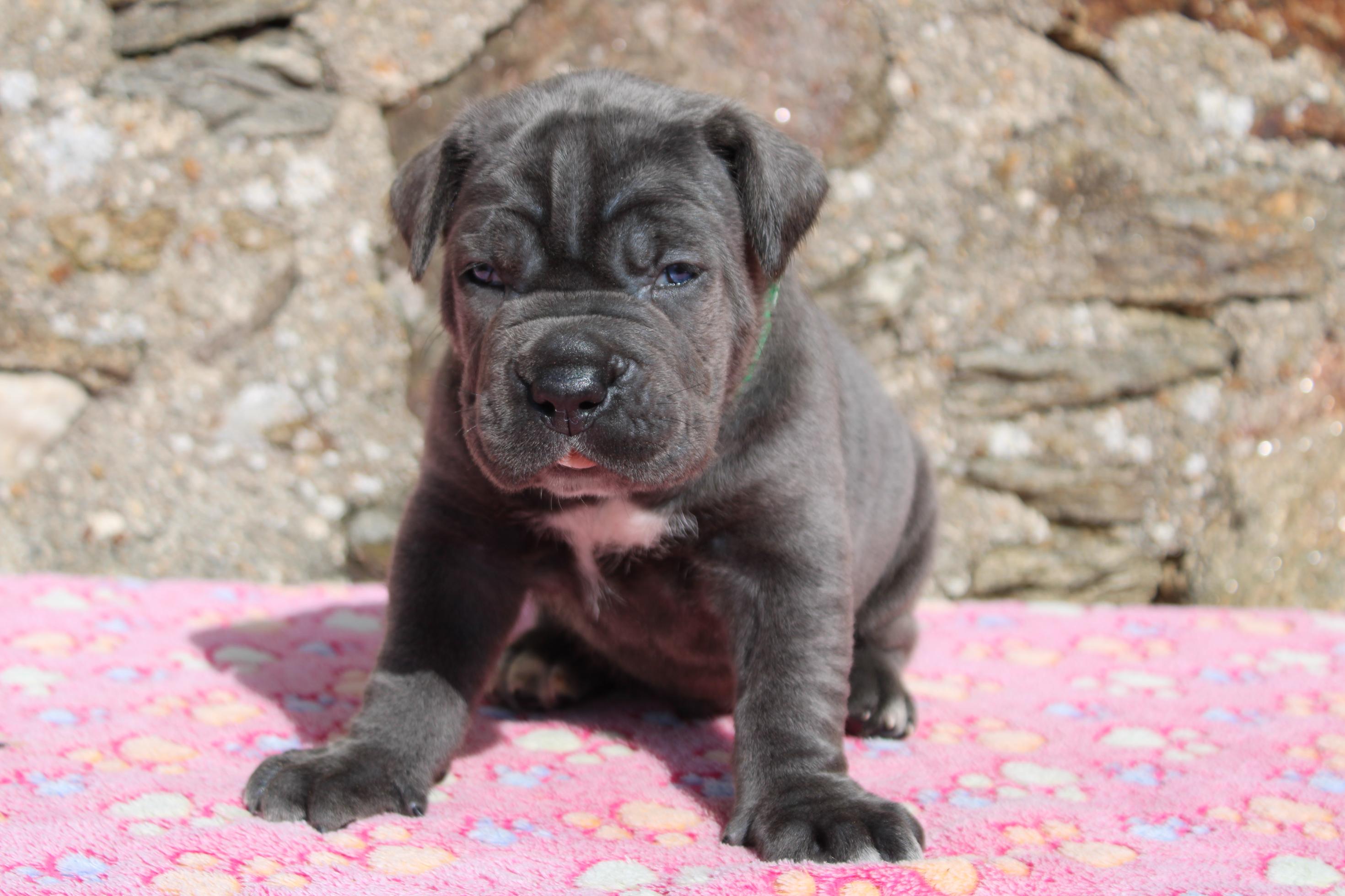 Image Cane Corso