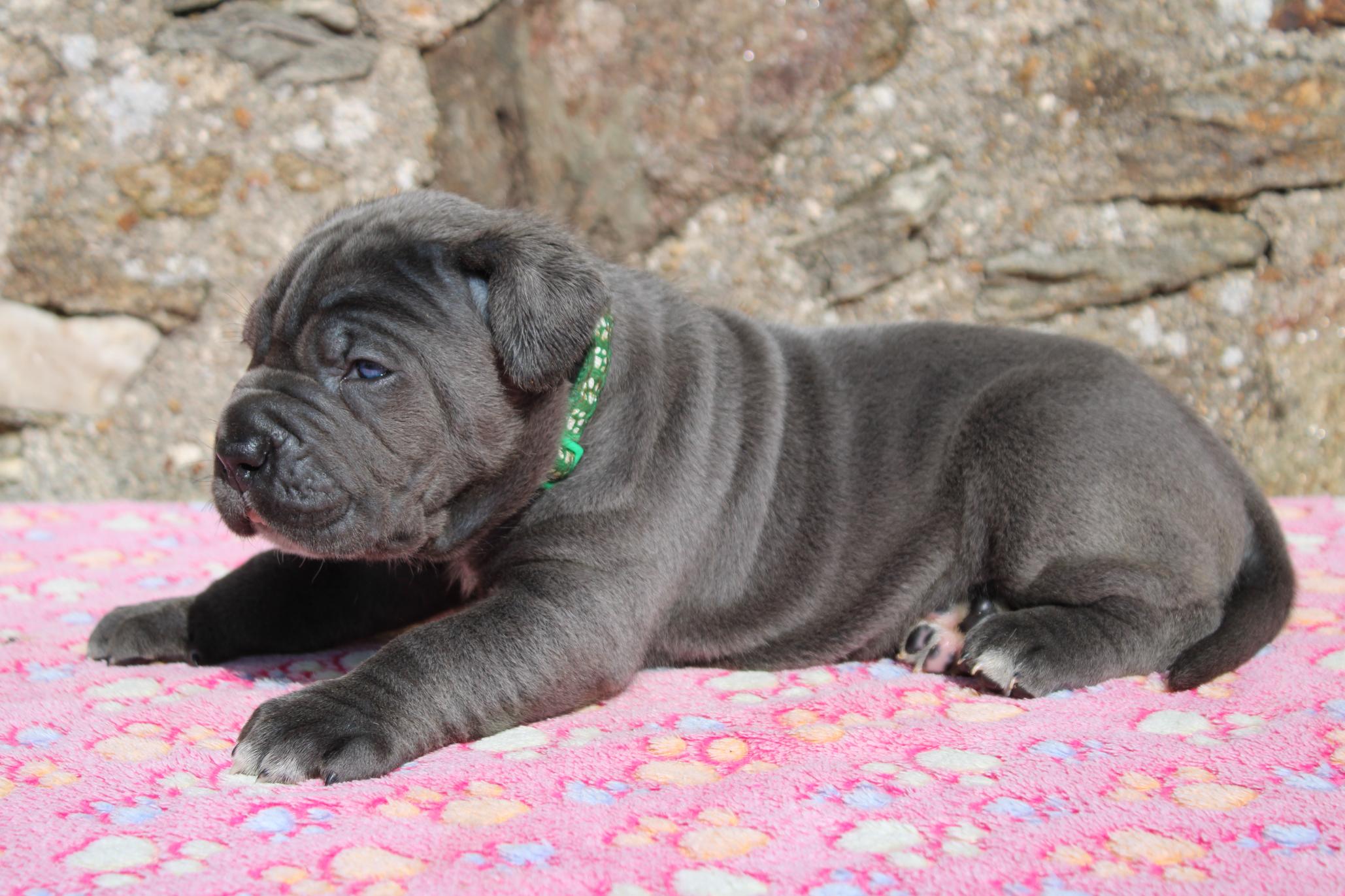 Image Cane Corso
