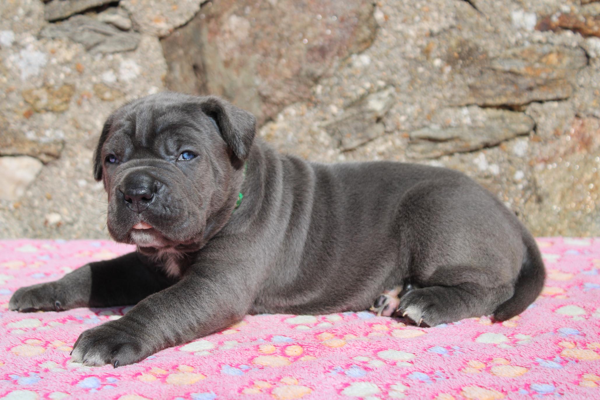 Image Cane Corso