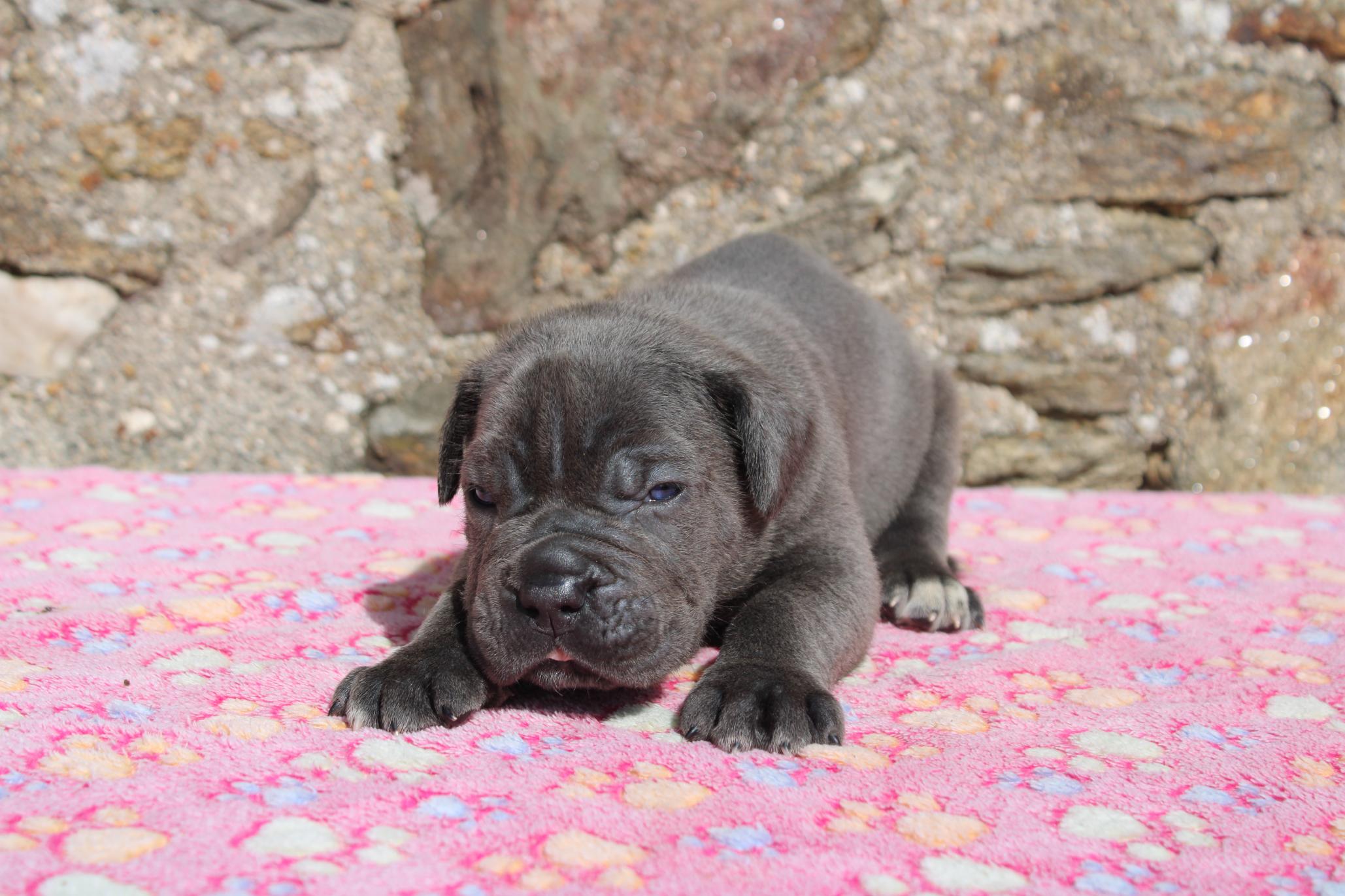 Image Cane Corso