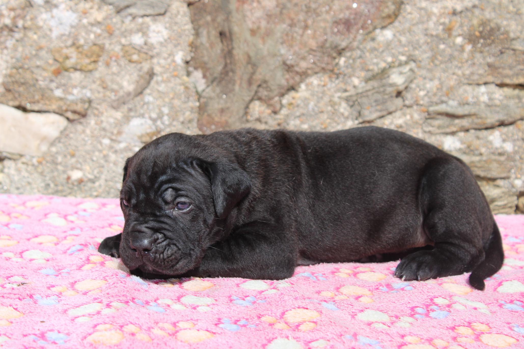 Image Cane Corso