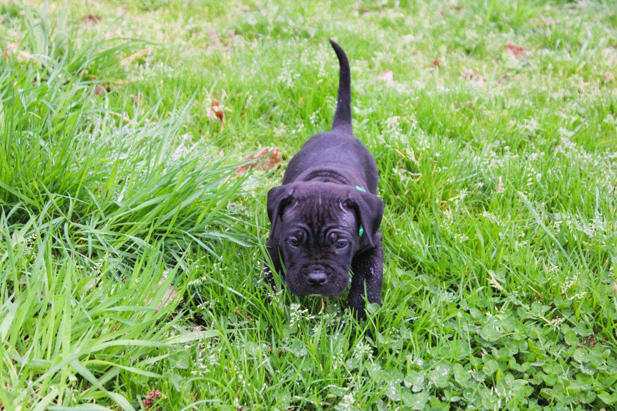 Image Cane Corso