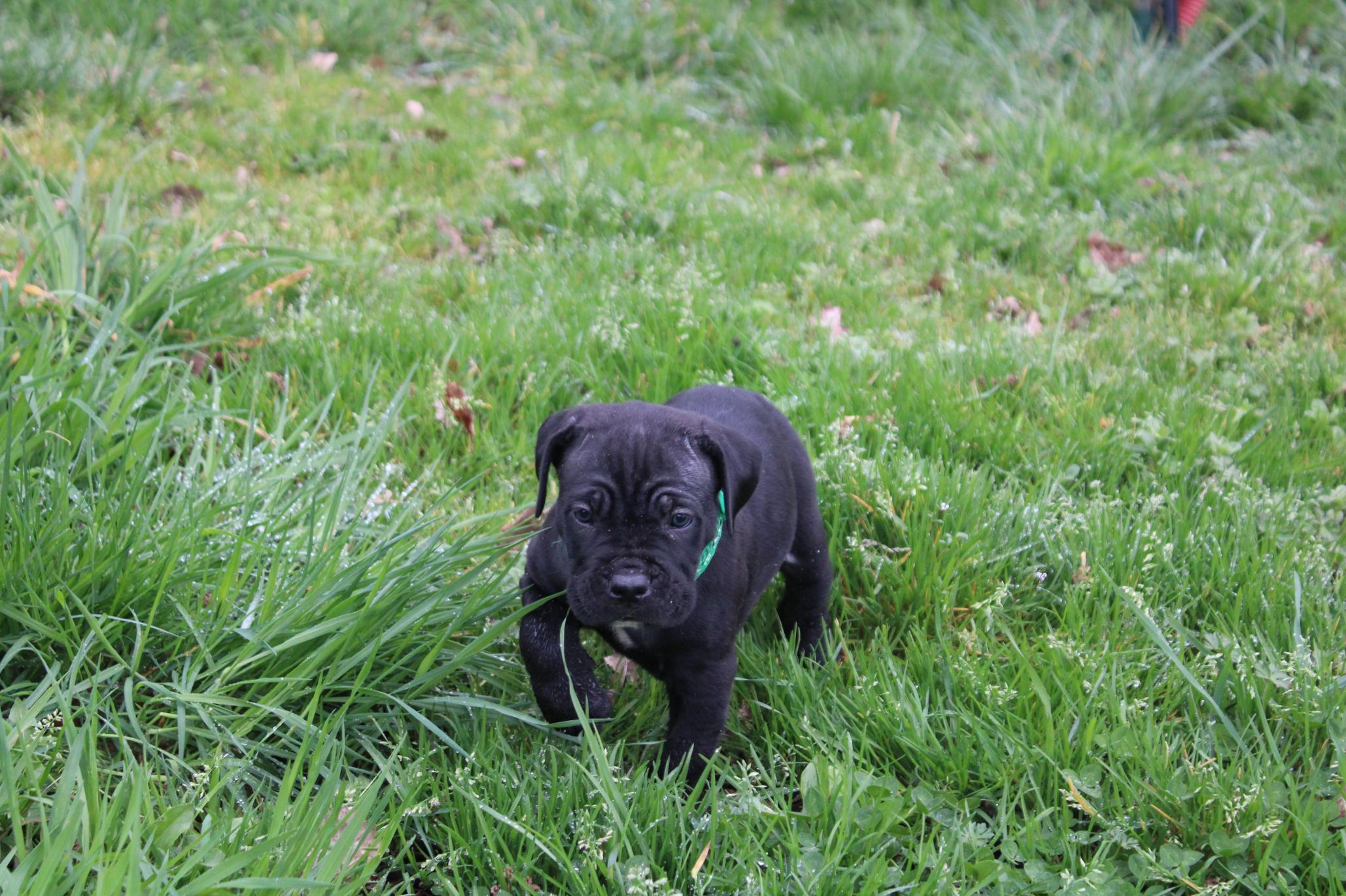 Image Cane Corso