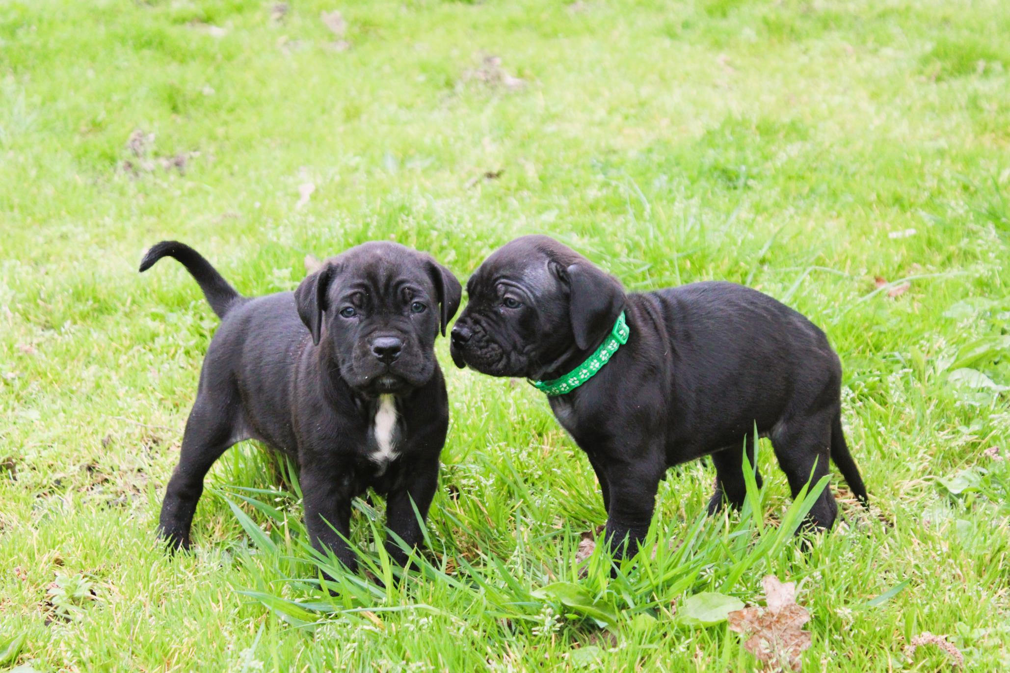 Image Cane Corso