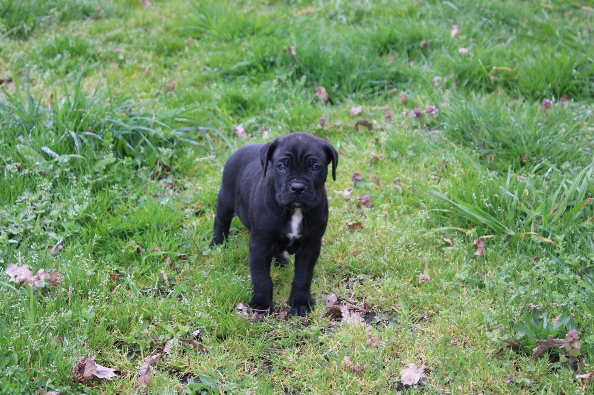 Image Cane Corso