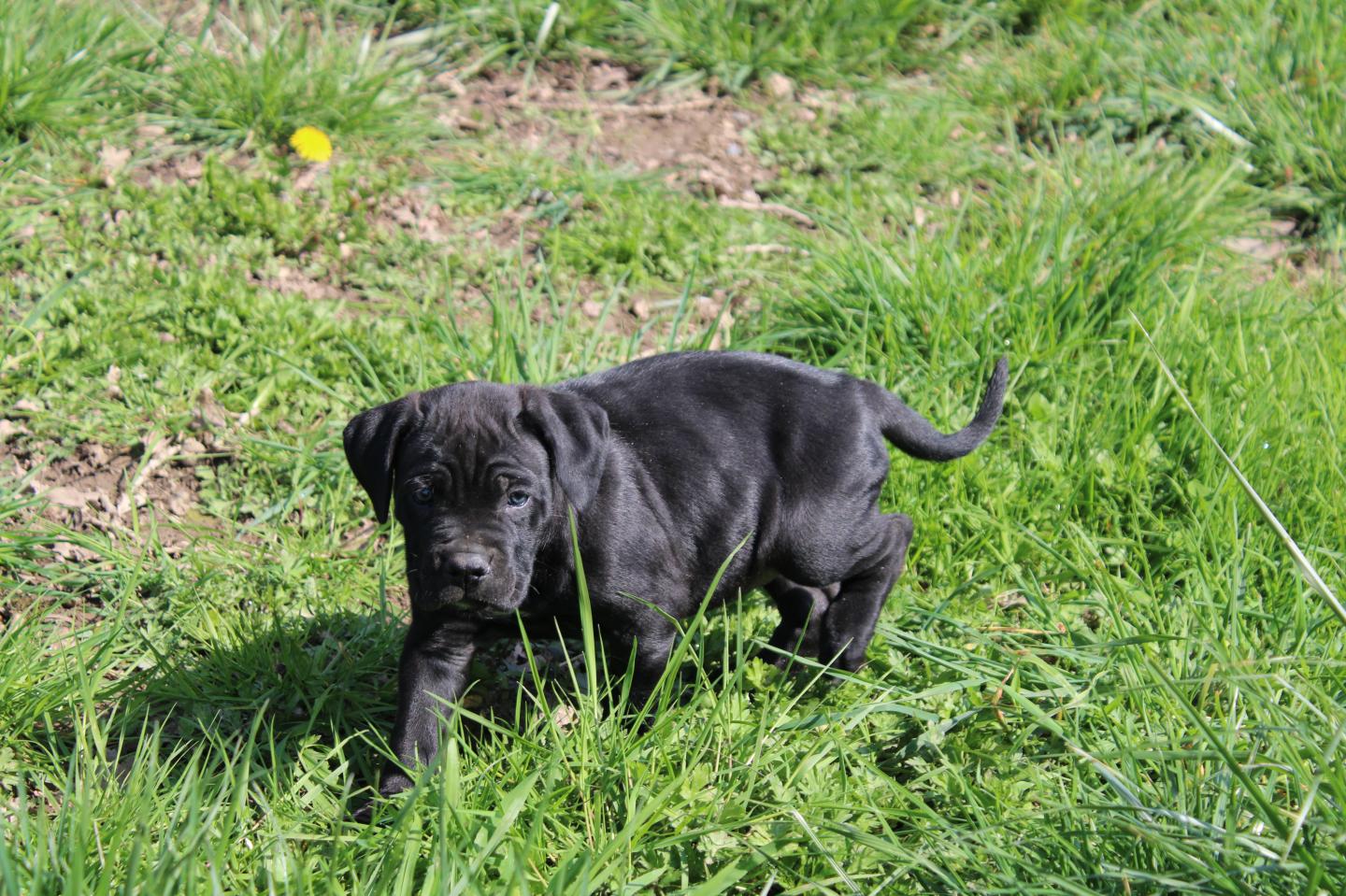 Image Cane Corso