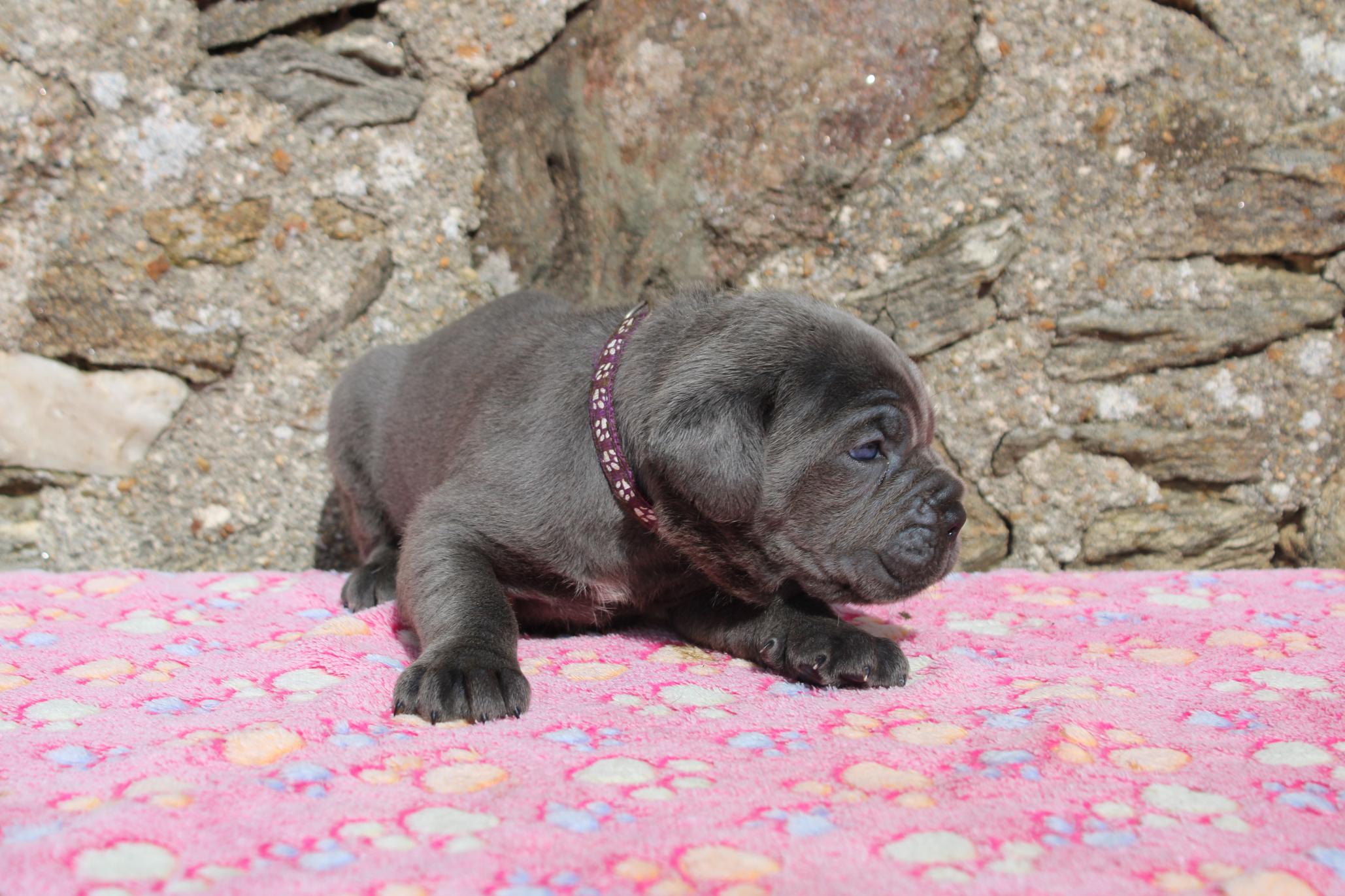 Image Cane Corso