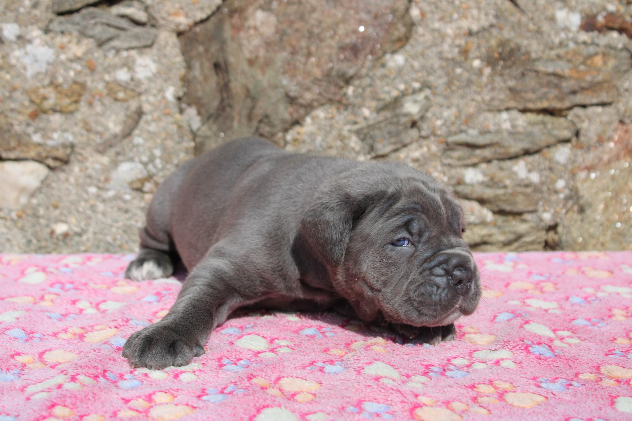 Image Cane Corso
