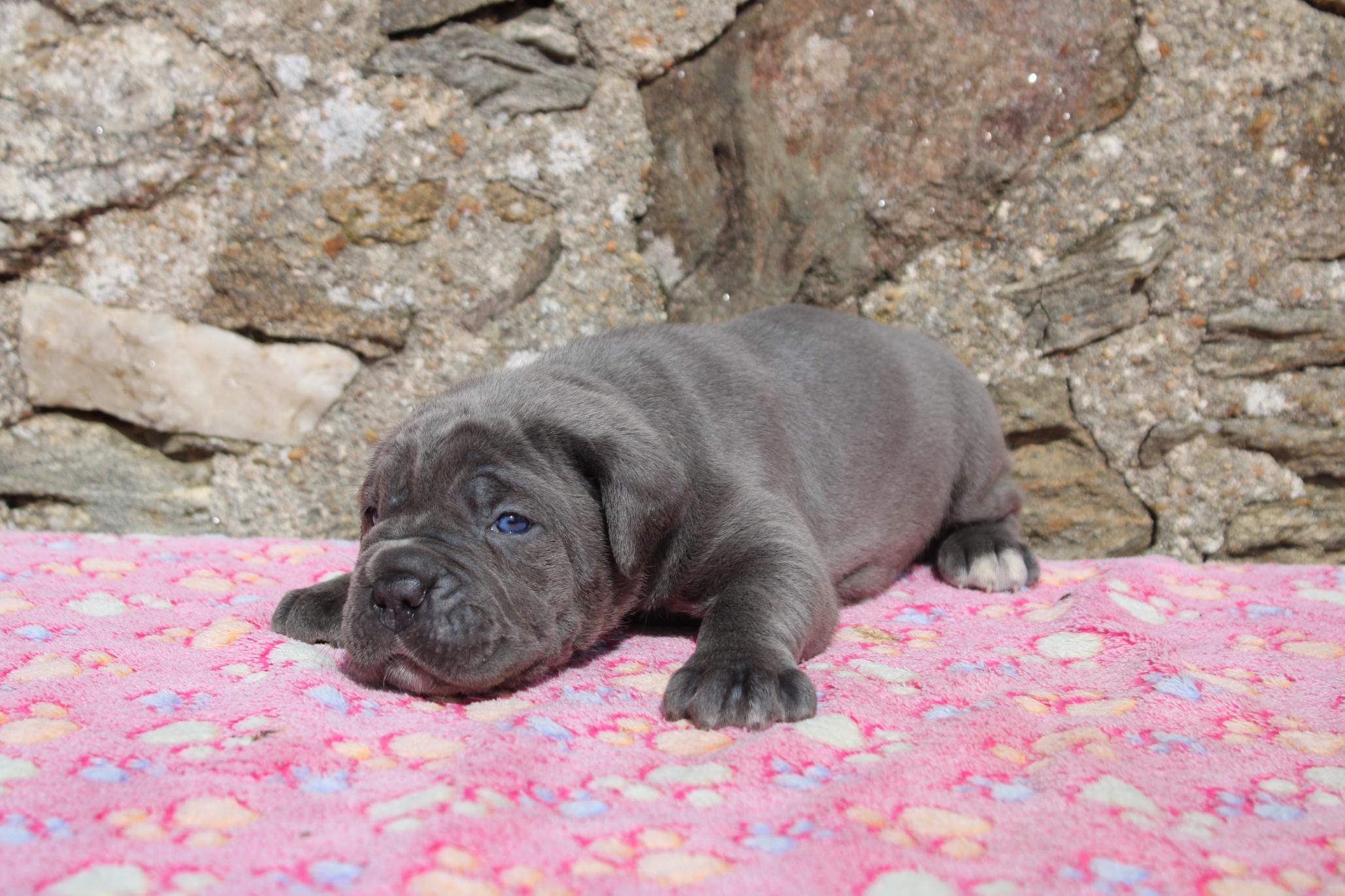 Image Cane Corso