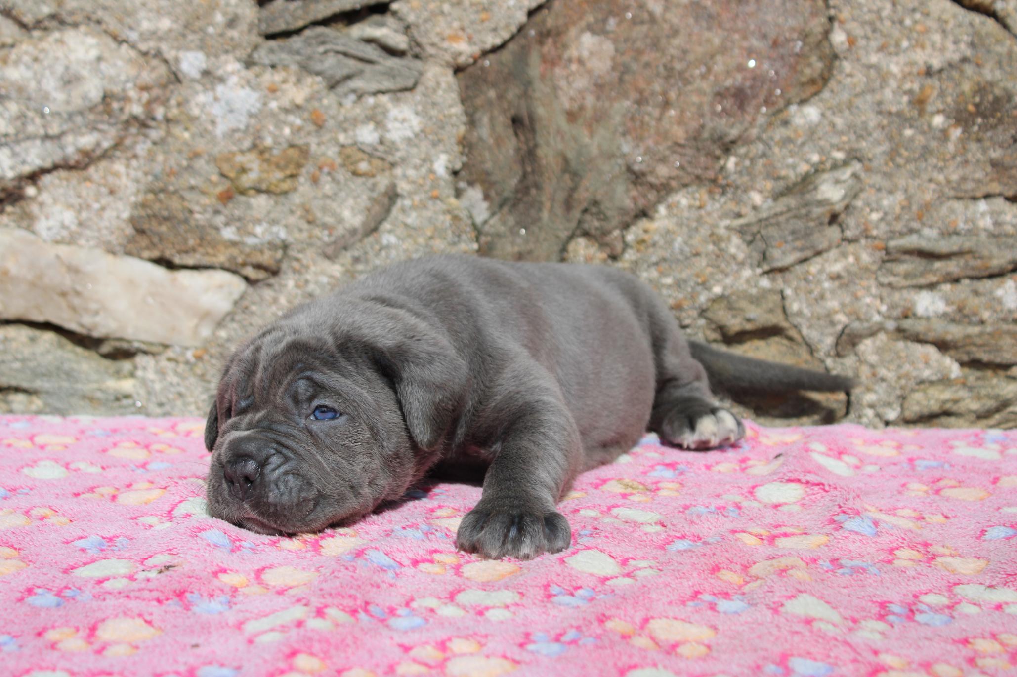 Image Cane Corso