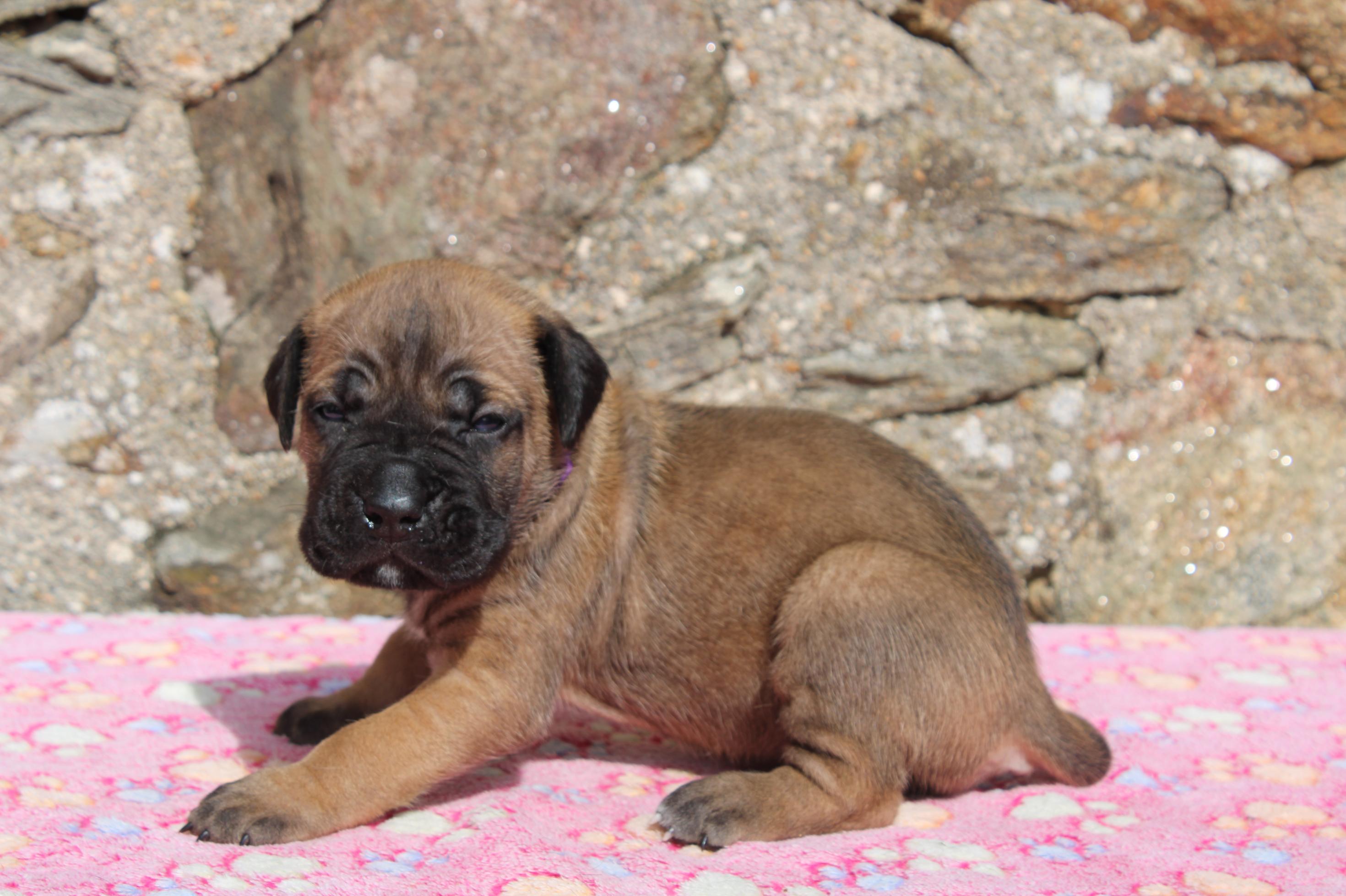 Chiot Cane Corso Berthe 
