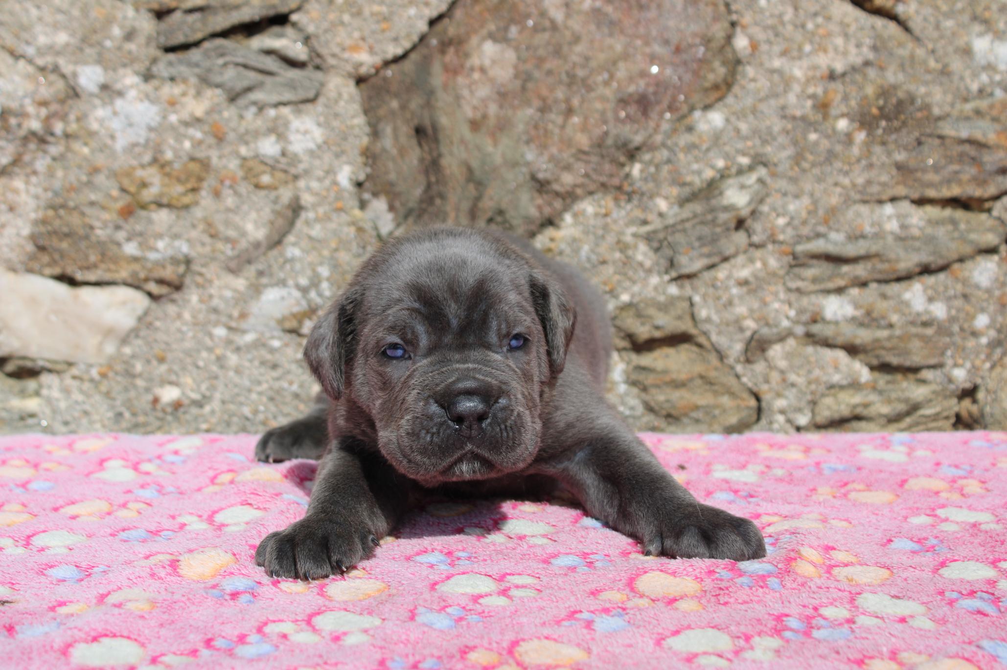 Chiot Cane Corso Blood Diamond 