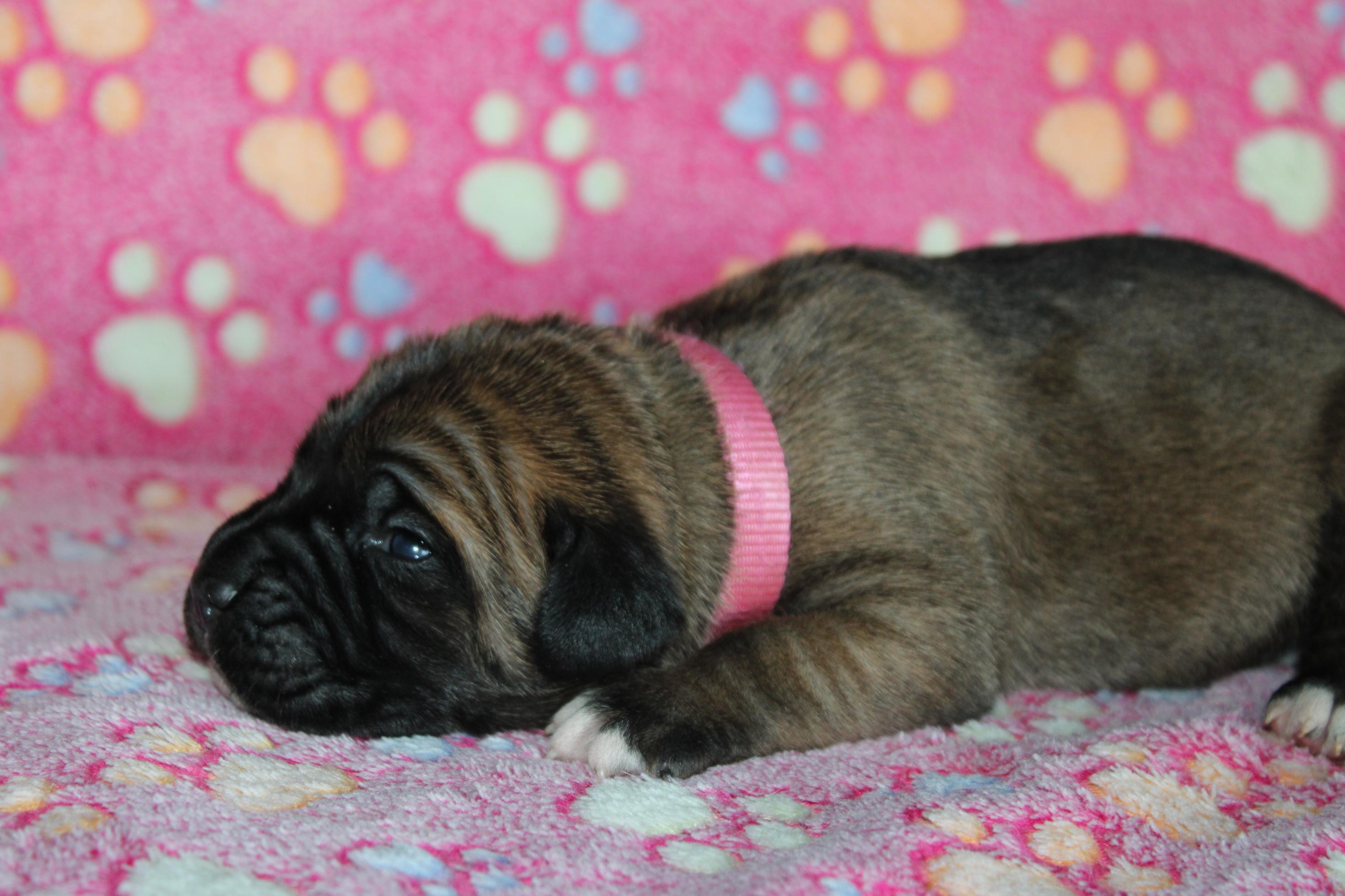 Chiot Cane Corso Femelle N°2