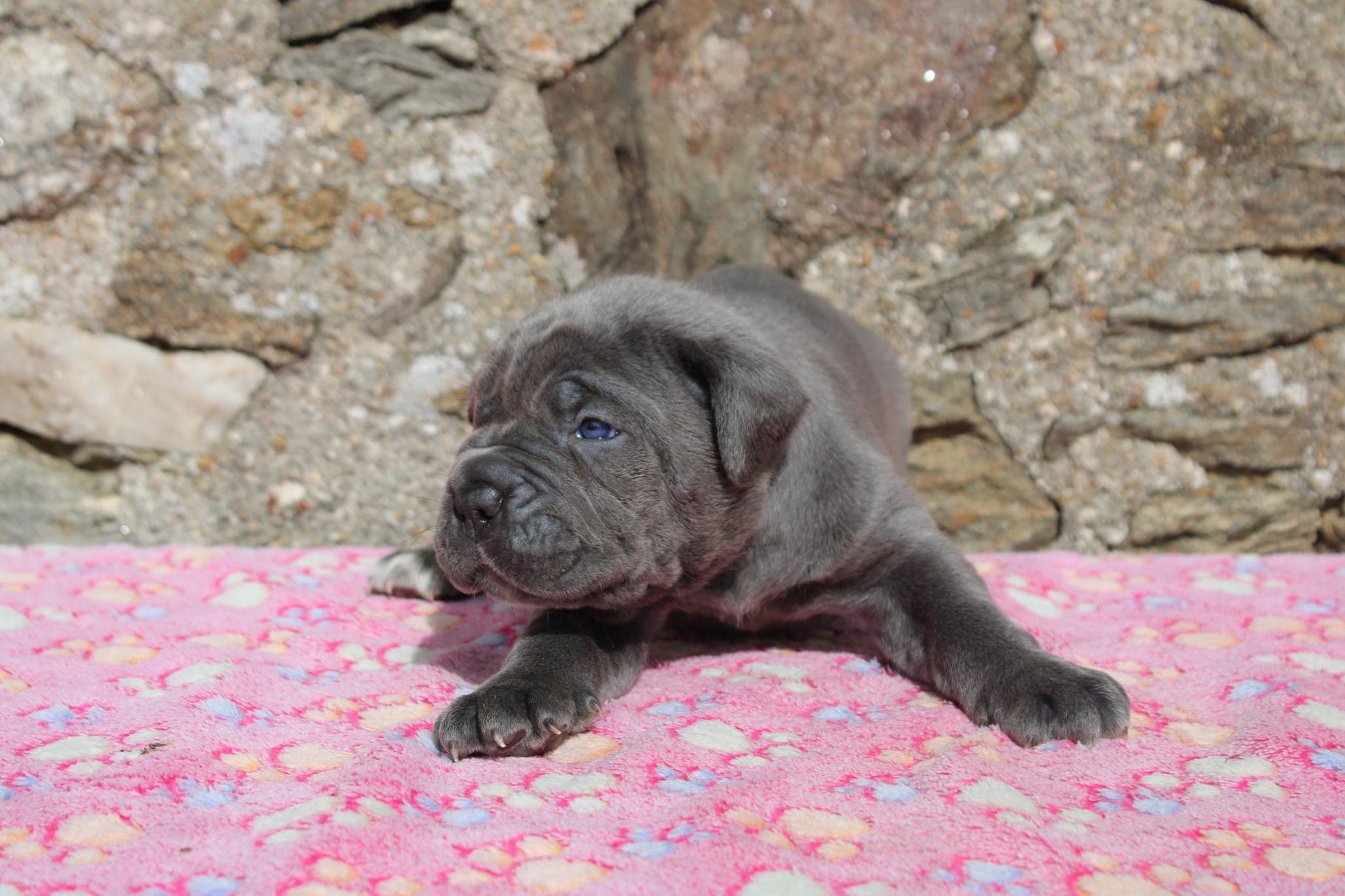 Chiot Cane Corso Bony