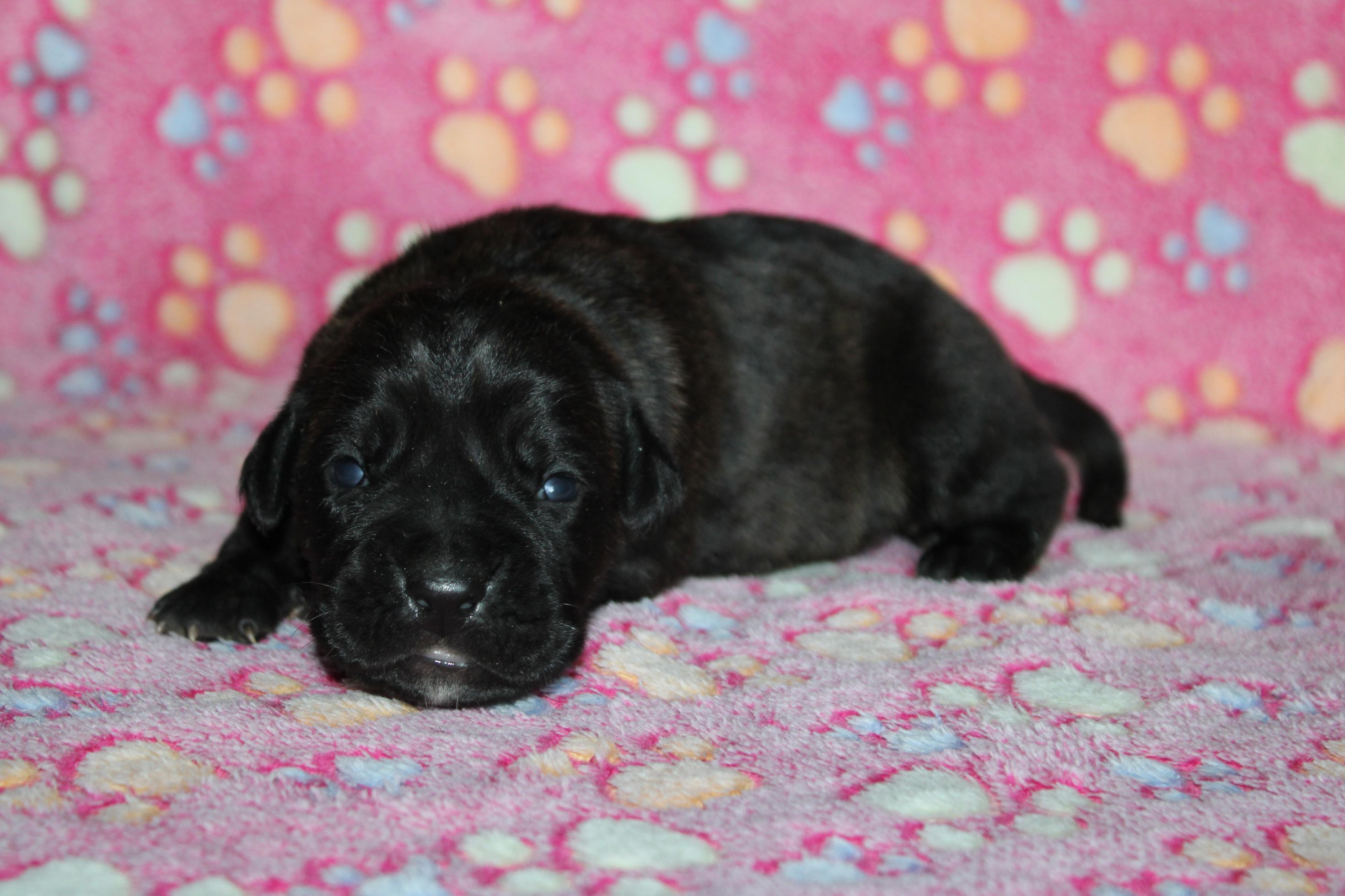 Chiot Cane Corso Femelle N°3