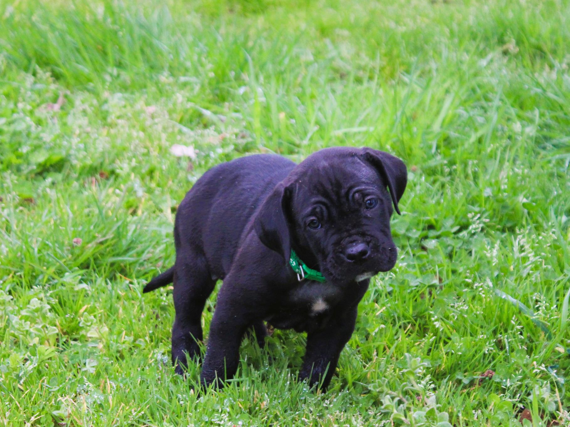 Chiot Cane Corso Puma 