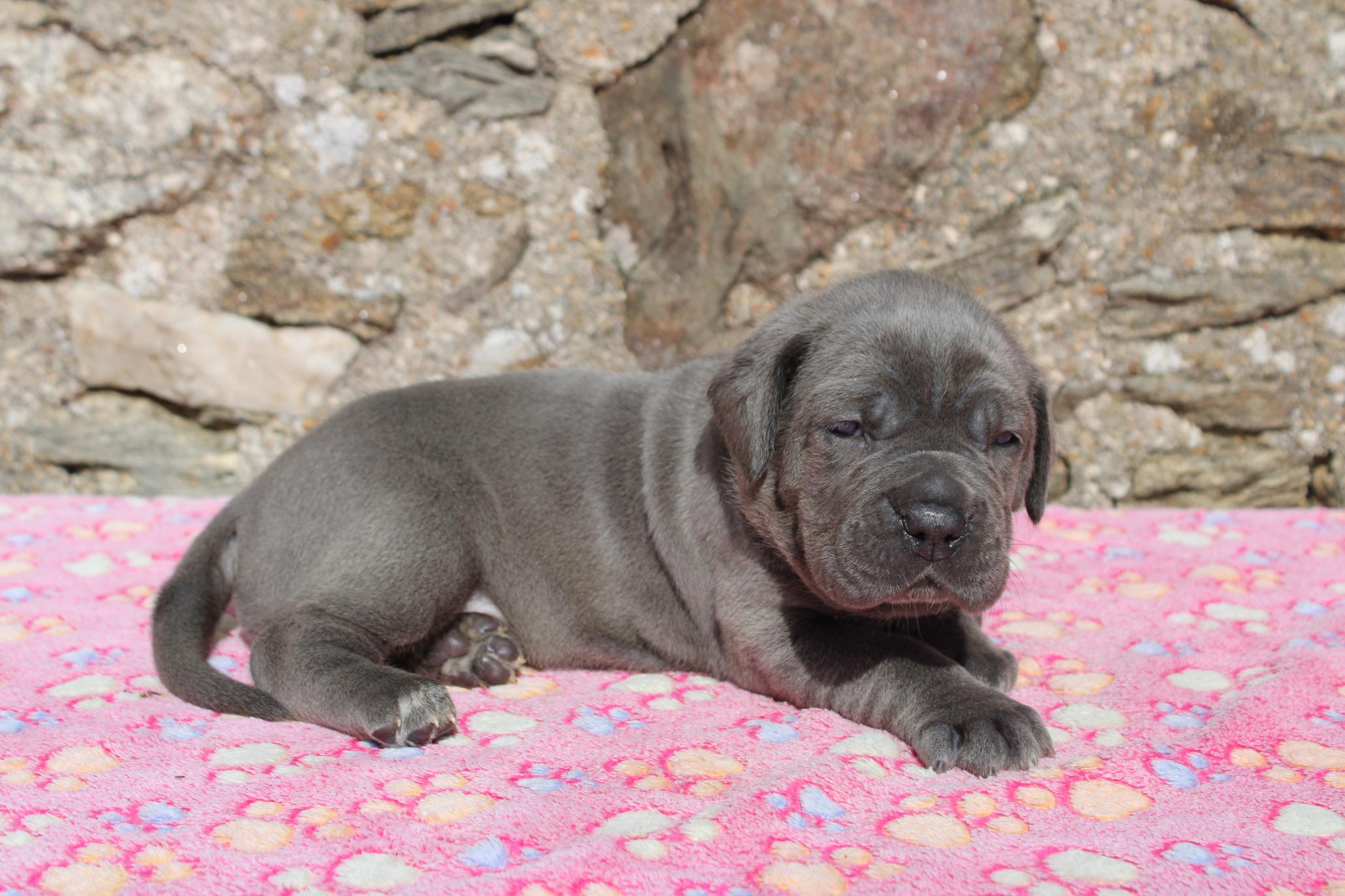 Chiot Cane Corso Bonnie