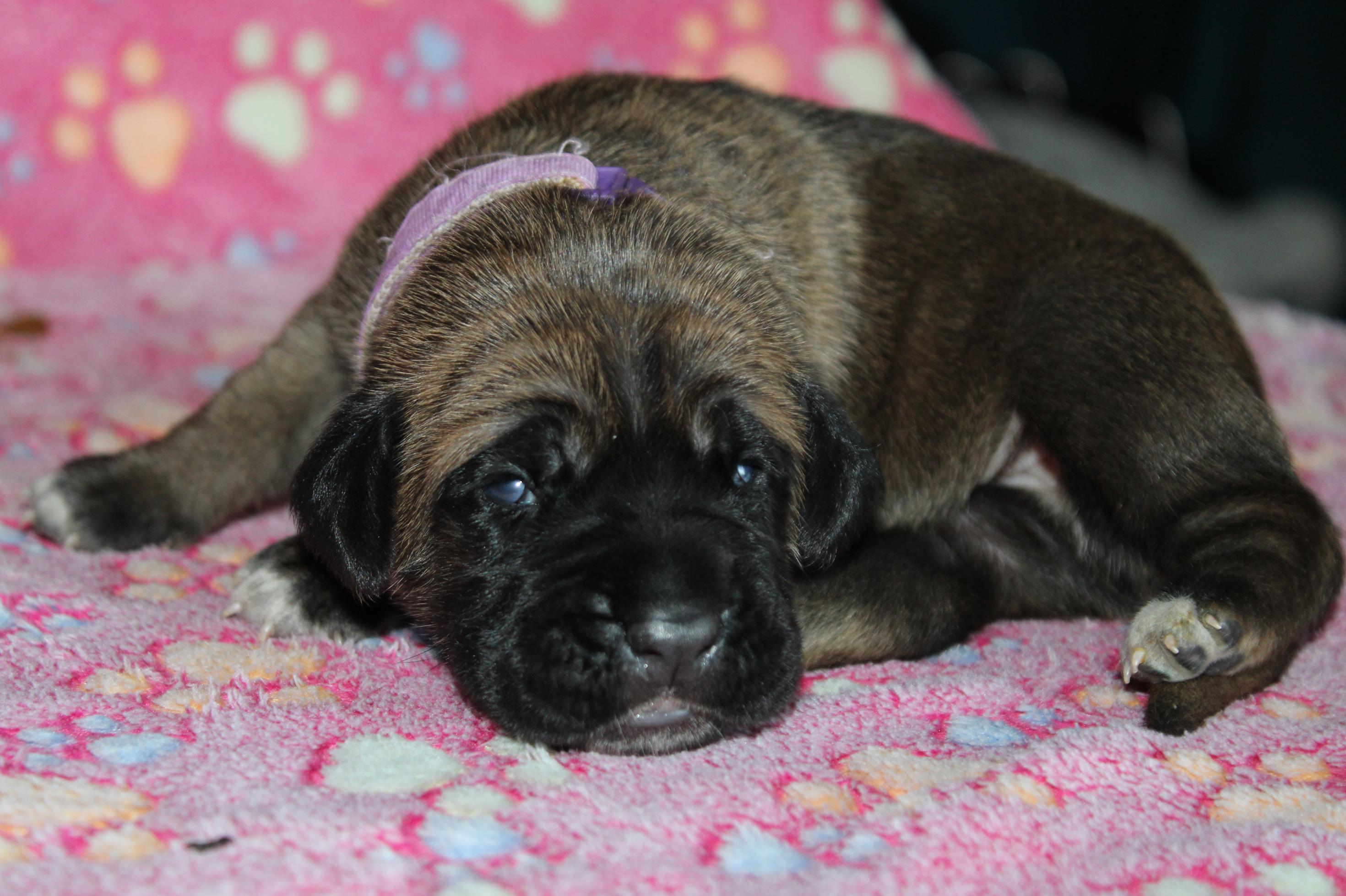 Chiot Cane Corso Femelle N°4