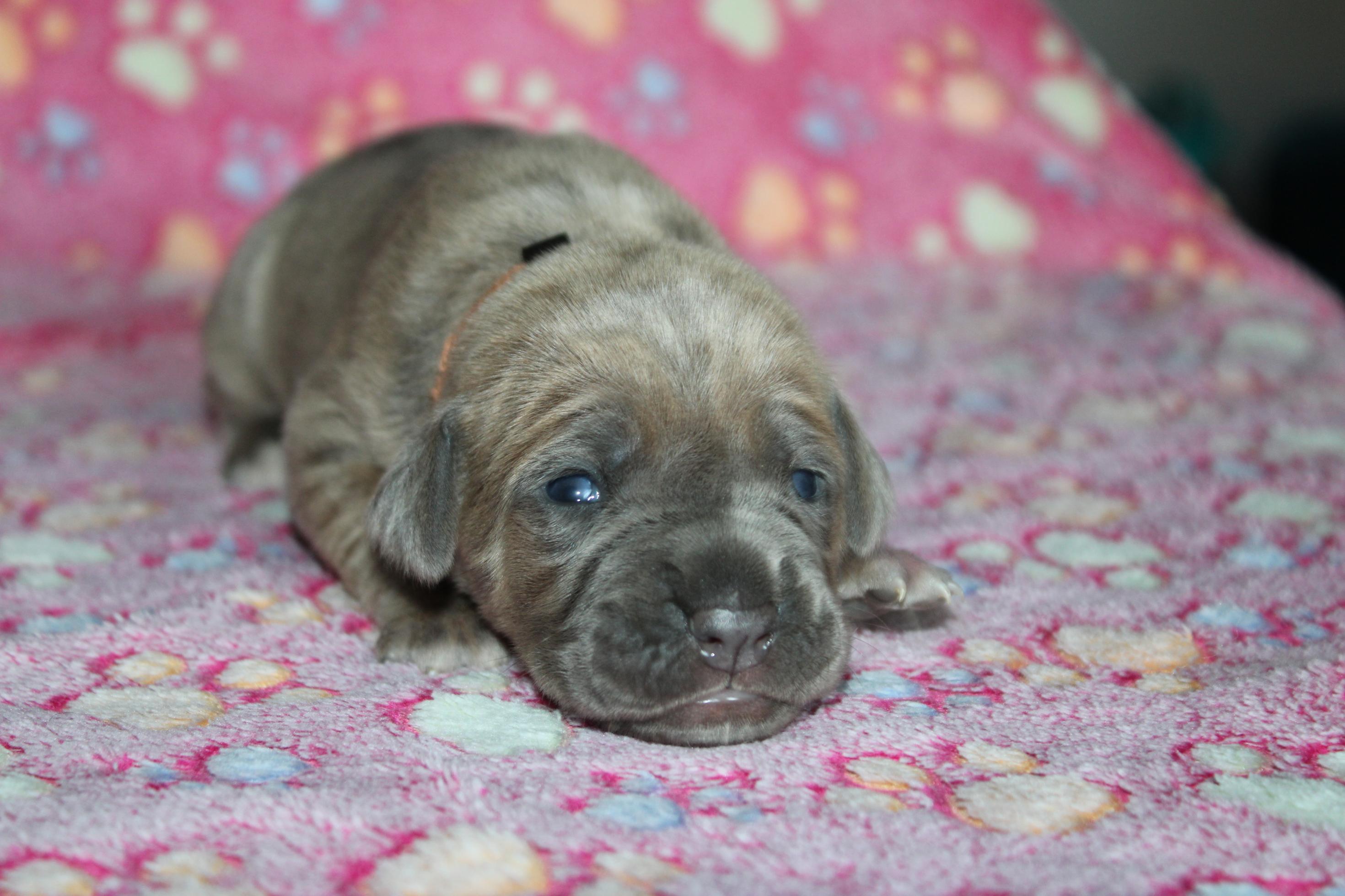 Chiot Cane Corso Femelle N°5
