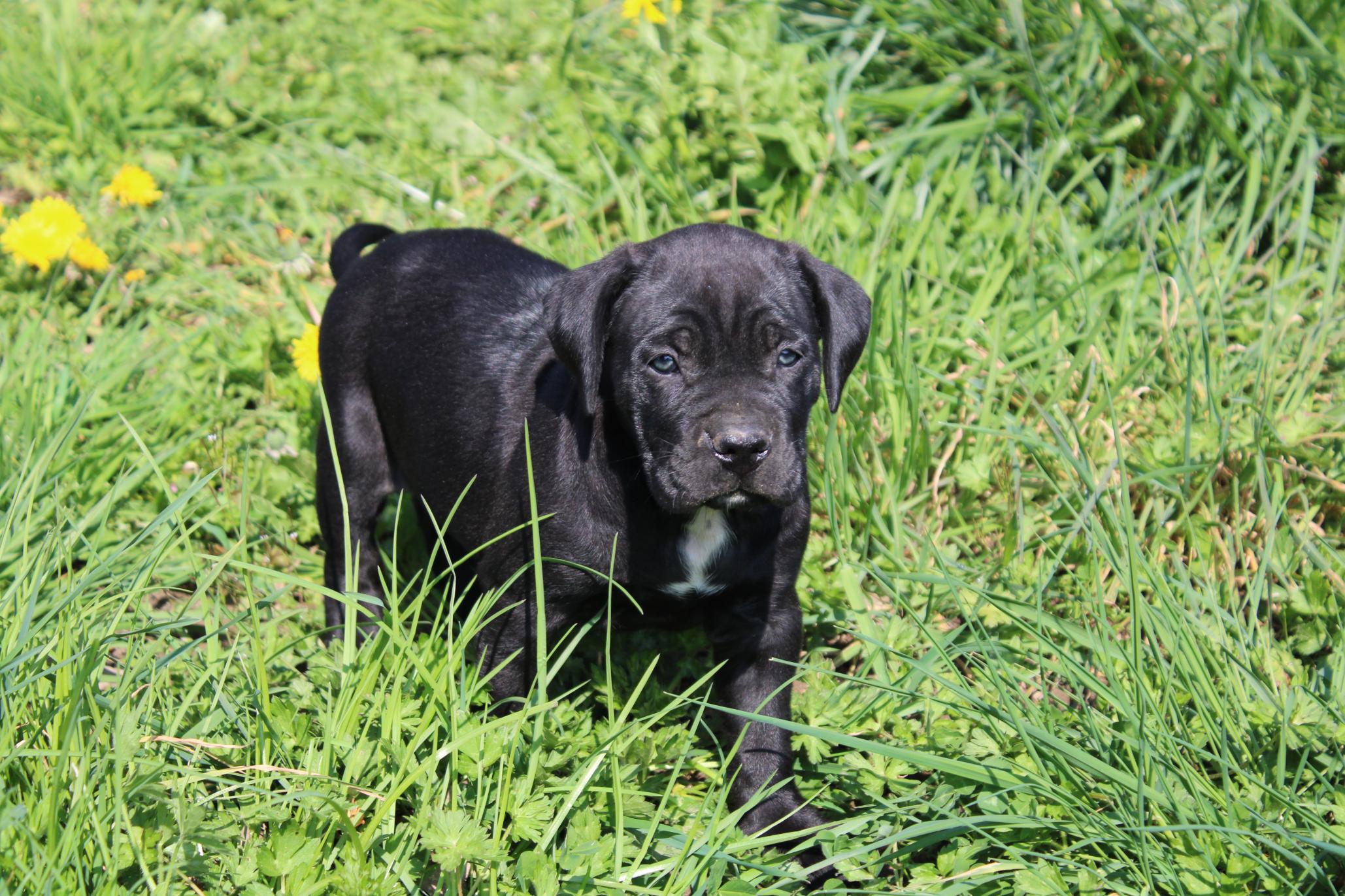 Chiot Cane Corso Athena 
