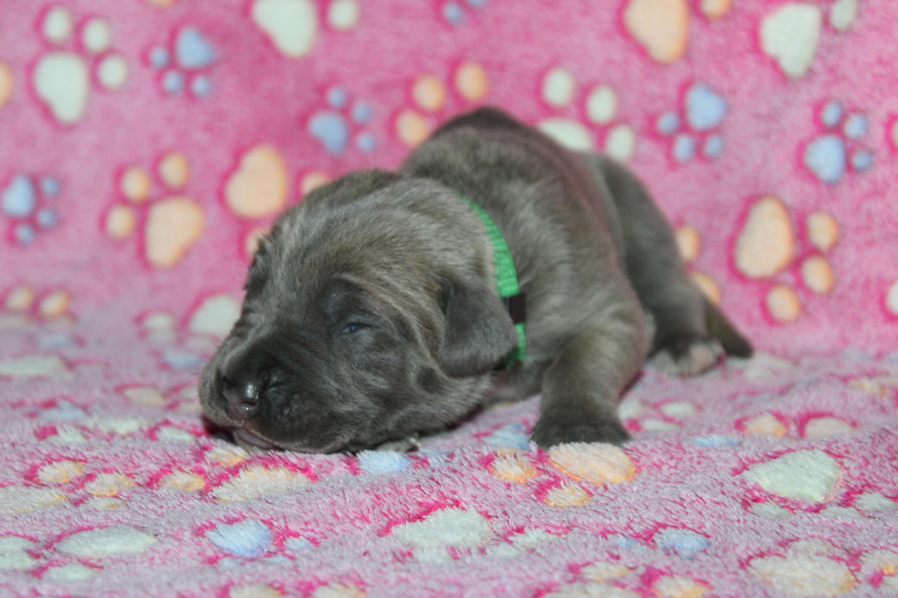 Chiot Cane Corso Mâle N°1