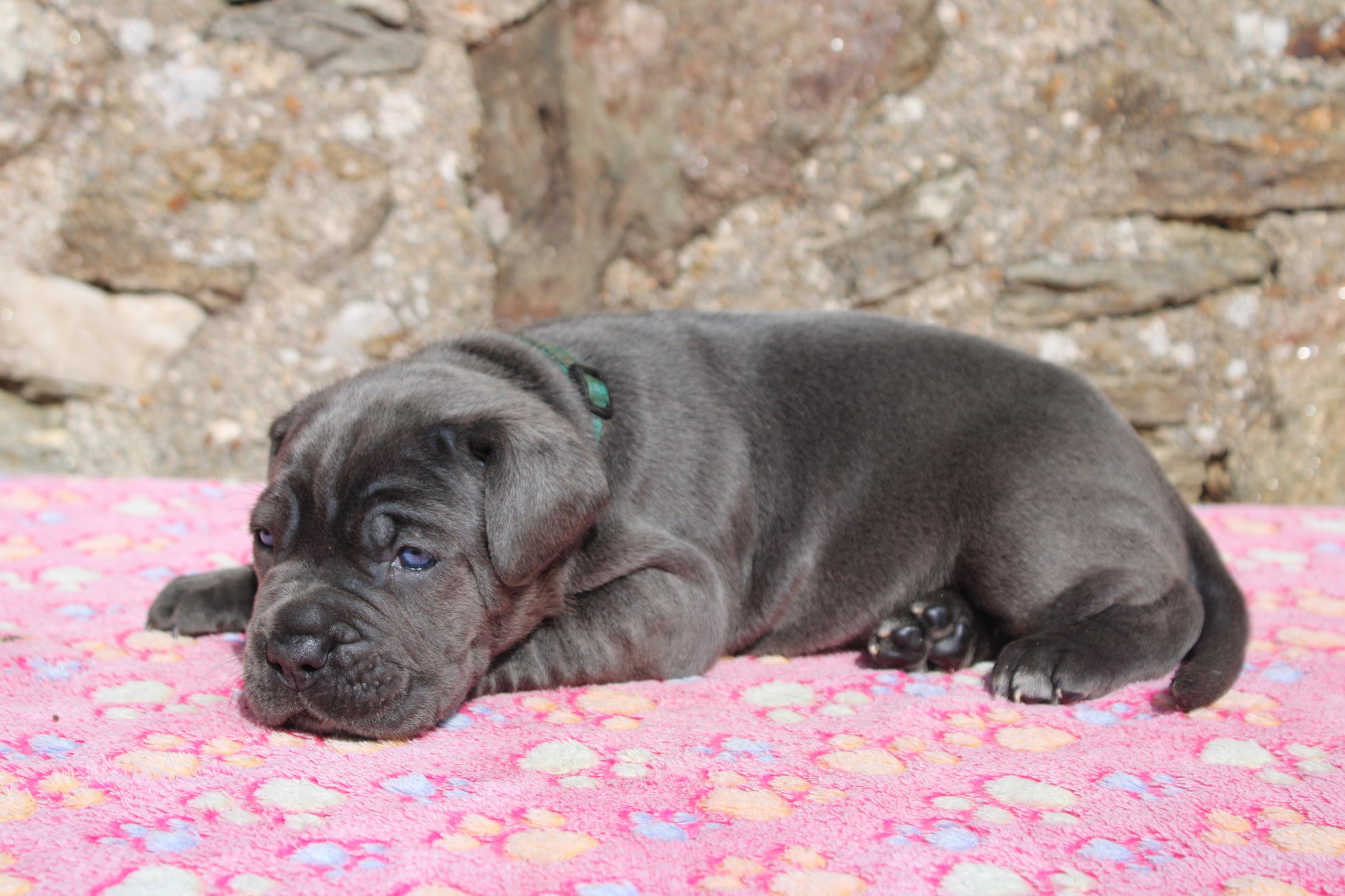 Chiot Cane Corso B’Trump 