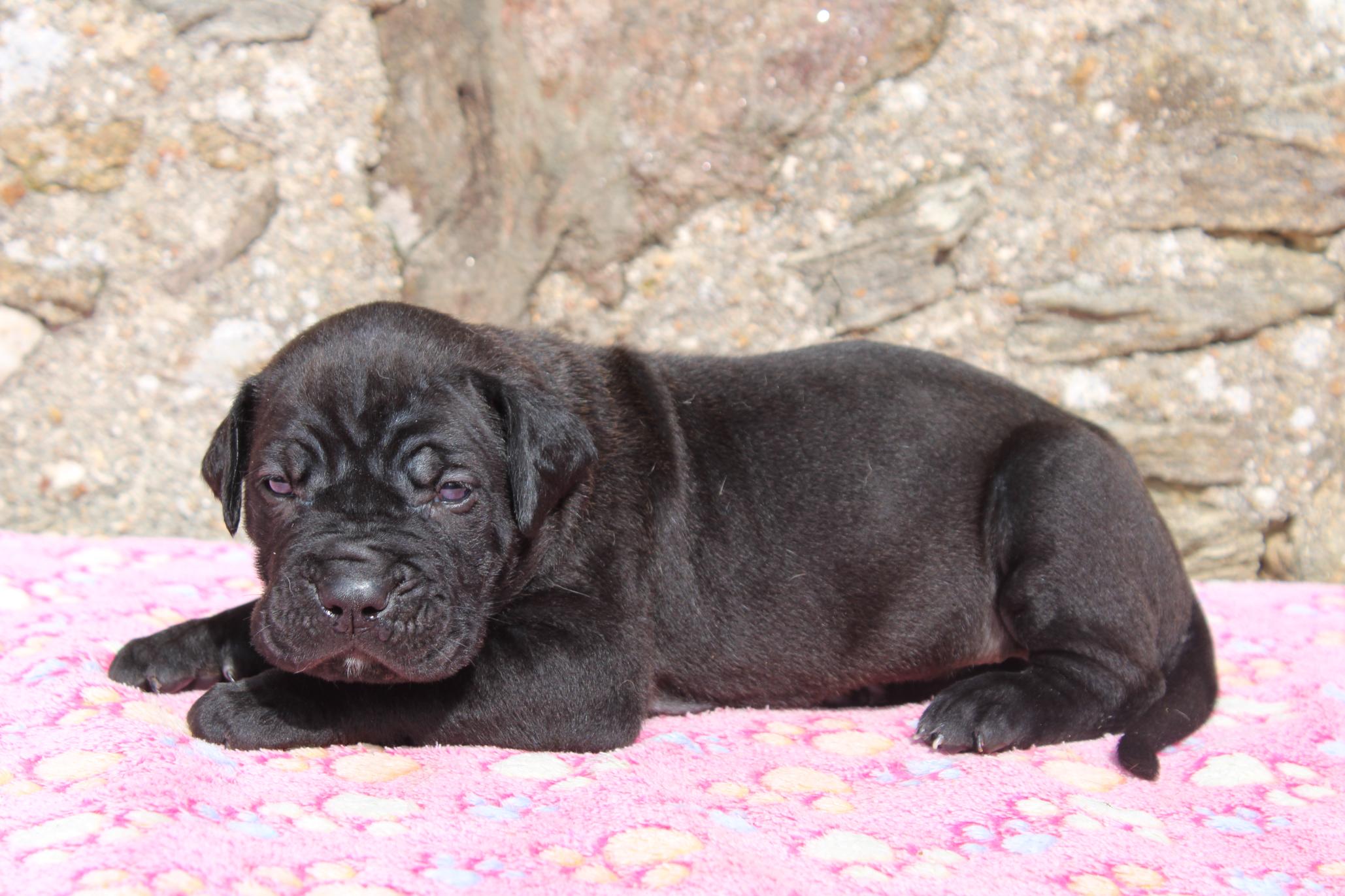 Chiot Cane Corso Bronx 