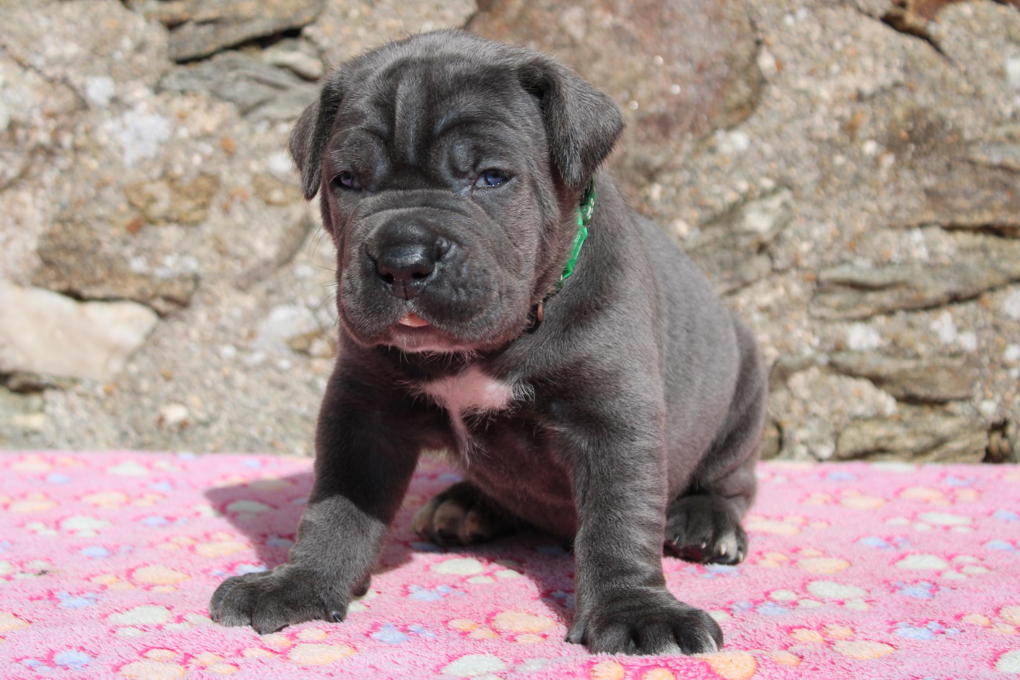 Chiot Cane Corso Buck 
