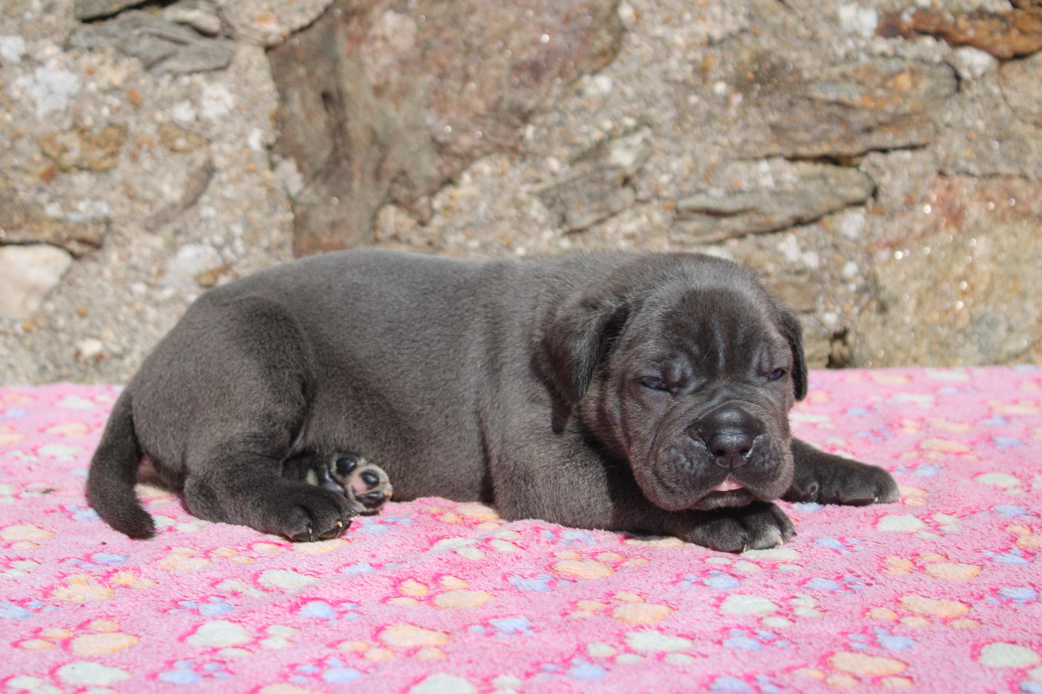 Chiot Cane Corso Baron