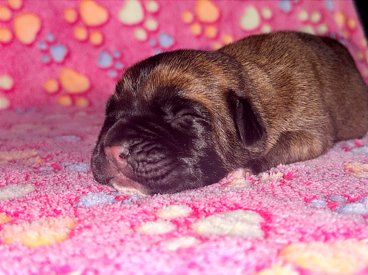 Nouveau Mariage Cane Corso LOF