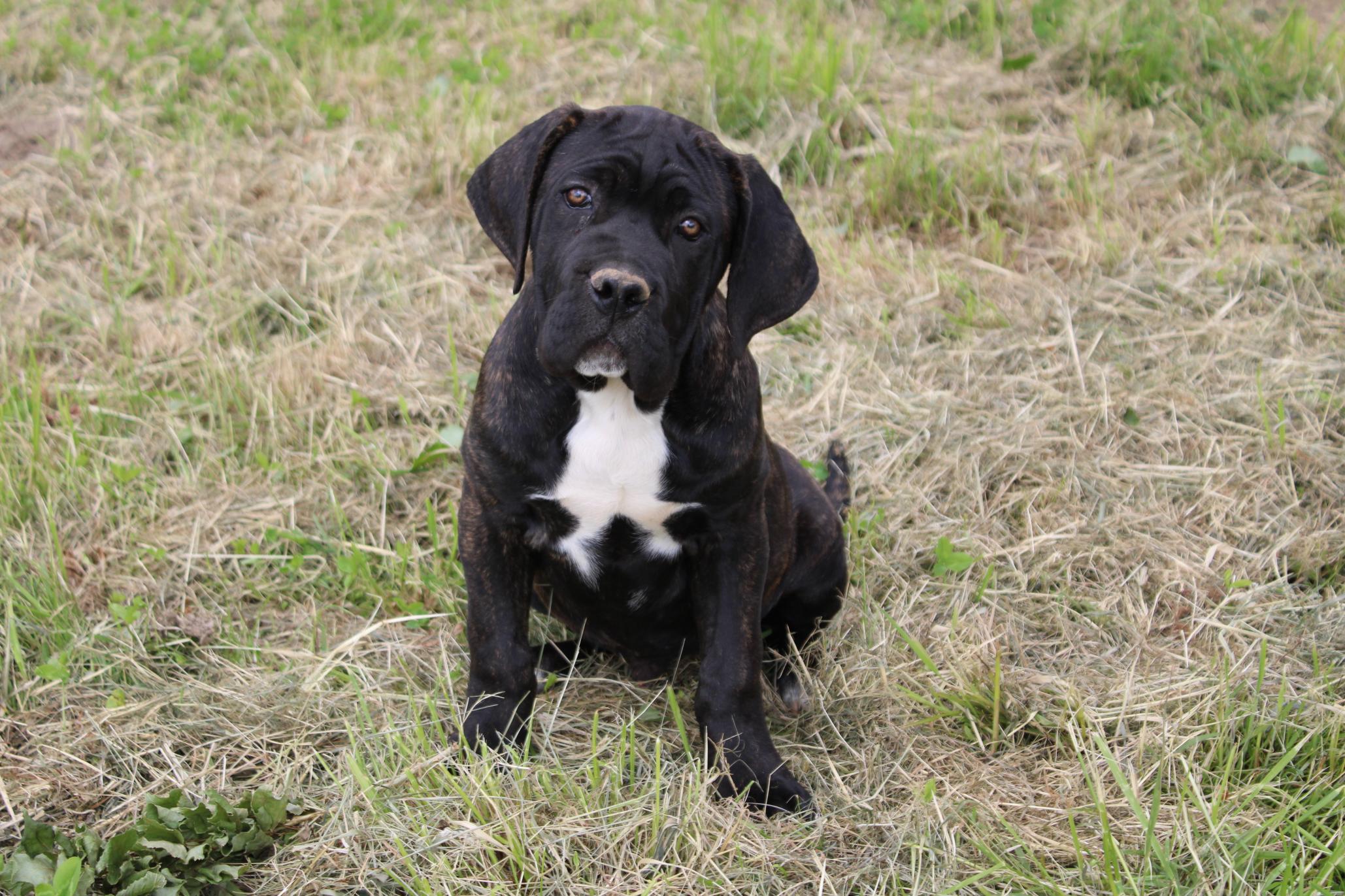 Image Cane Corso