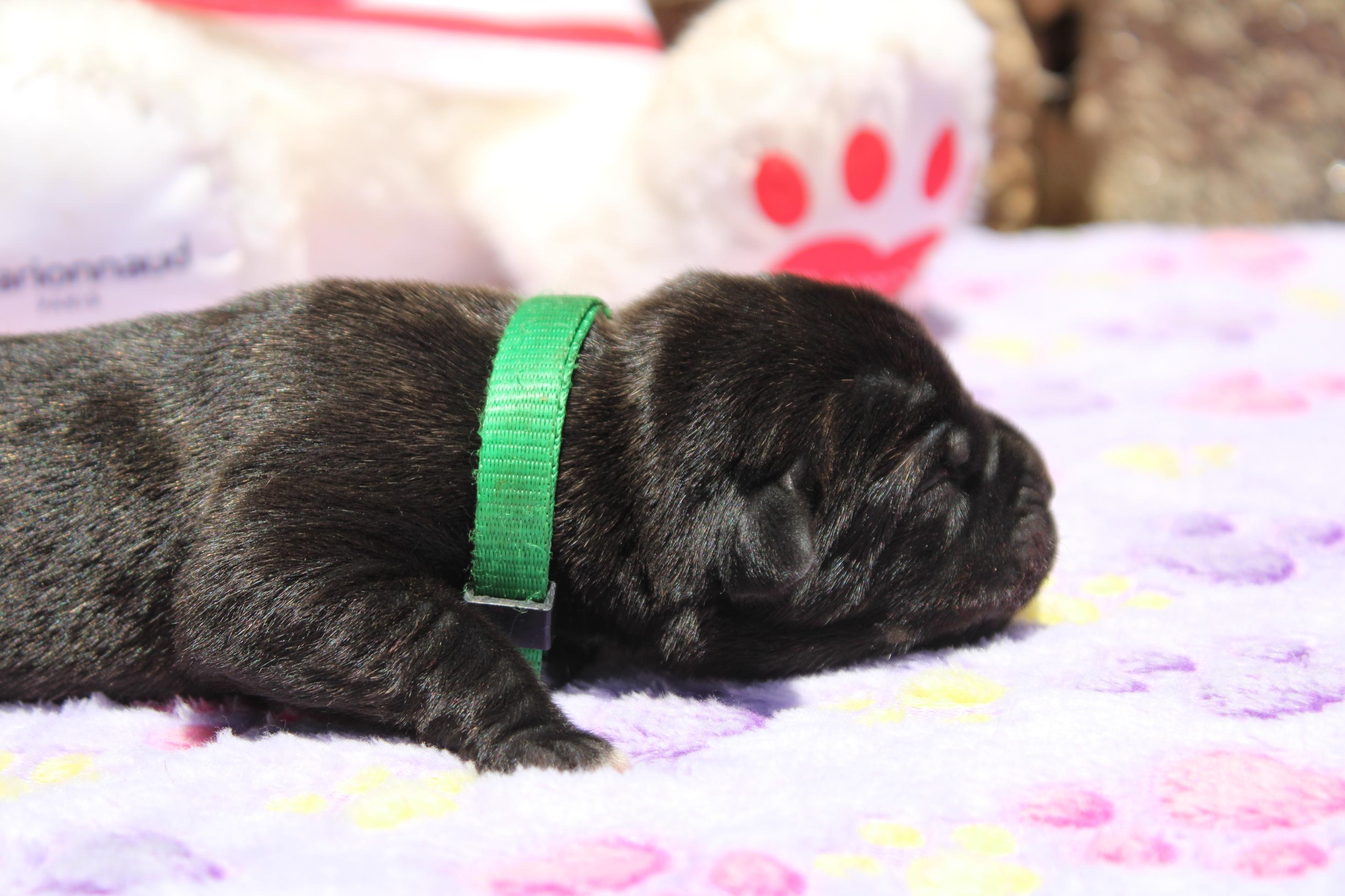 Image Cane Corso