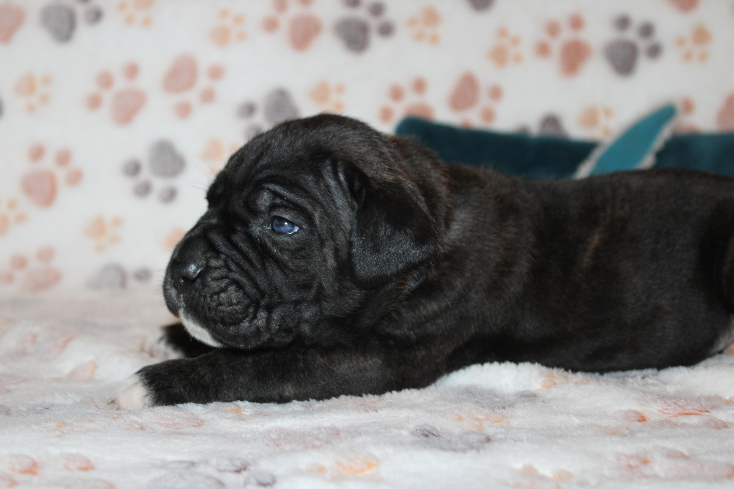 Image Cane Corso
