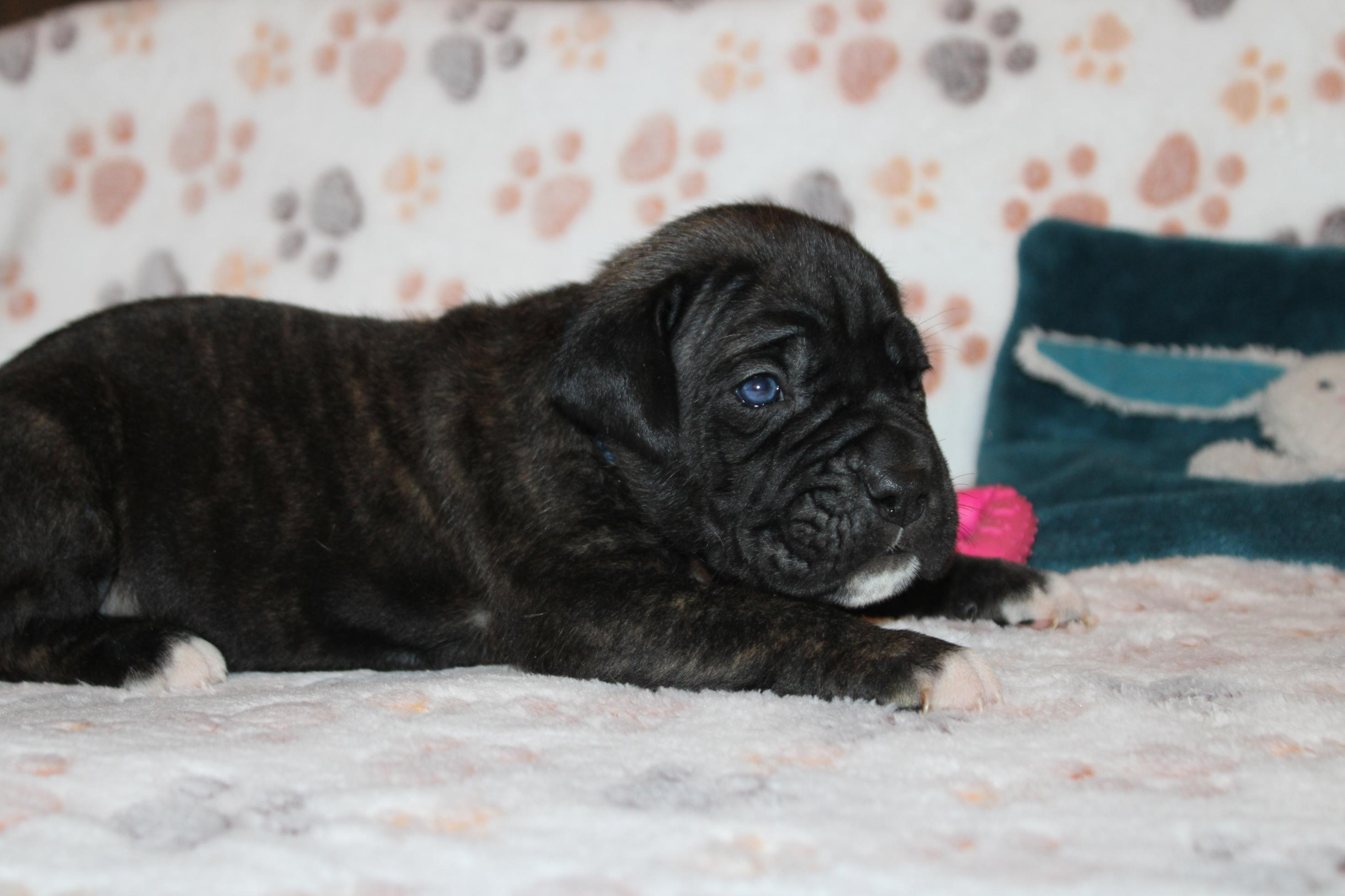 Image Cane Corso