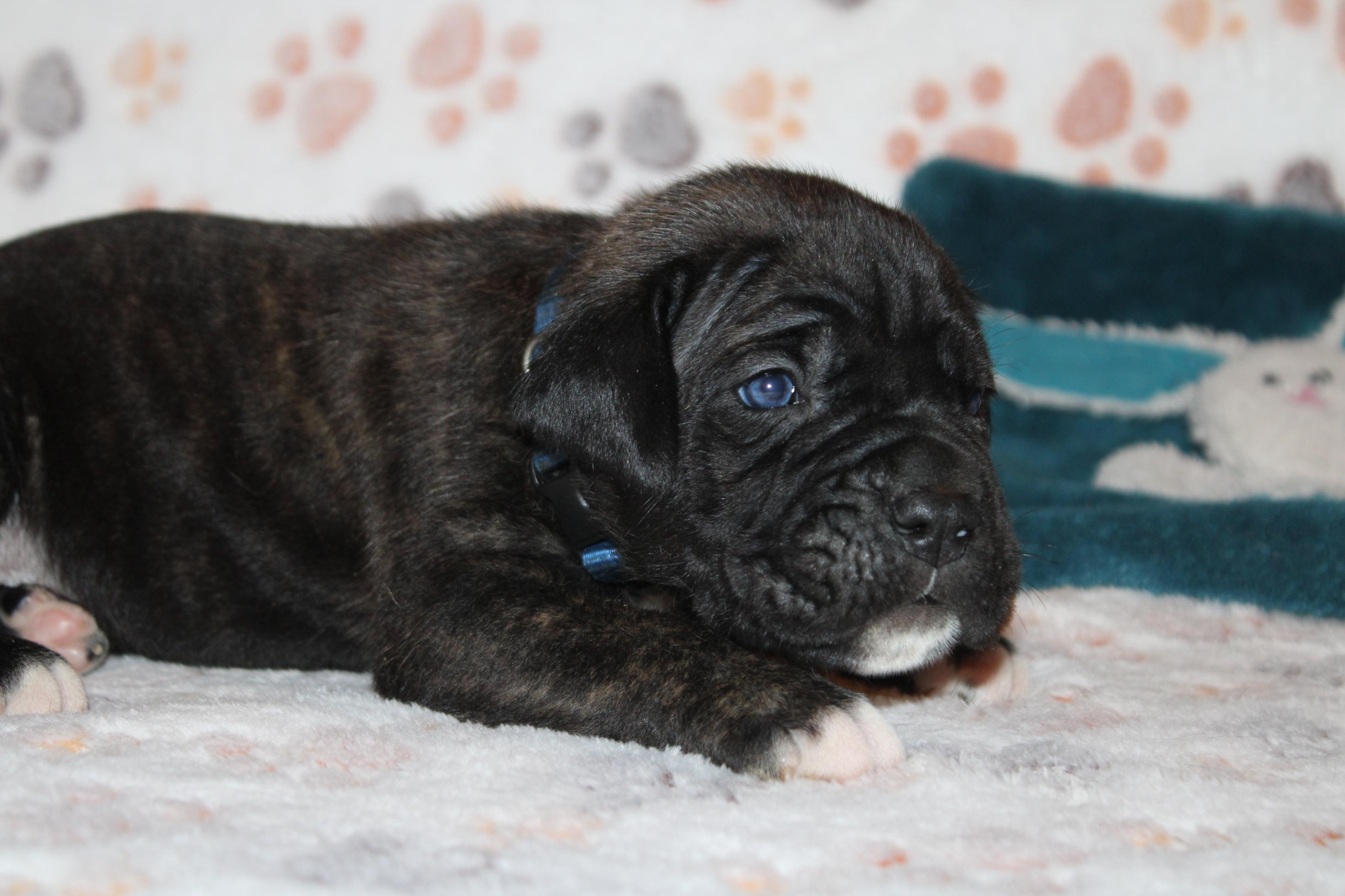 Image Cane Corso