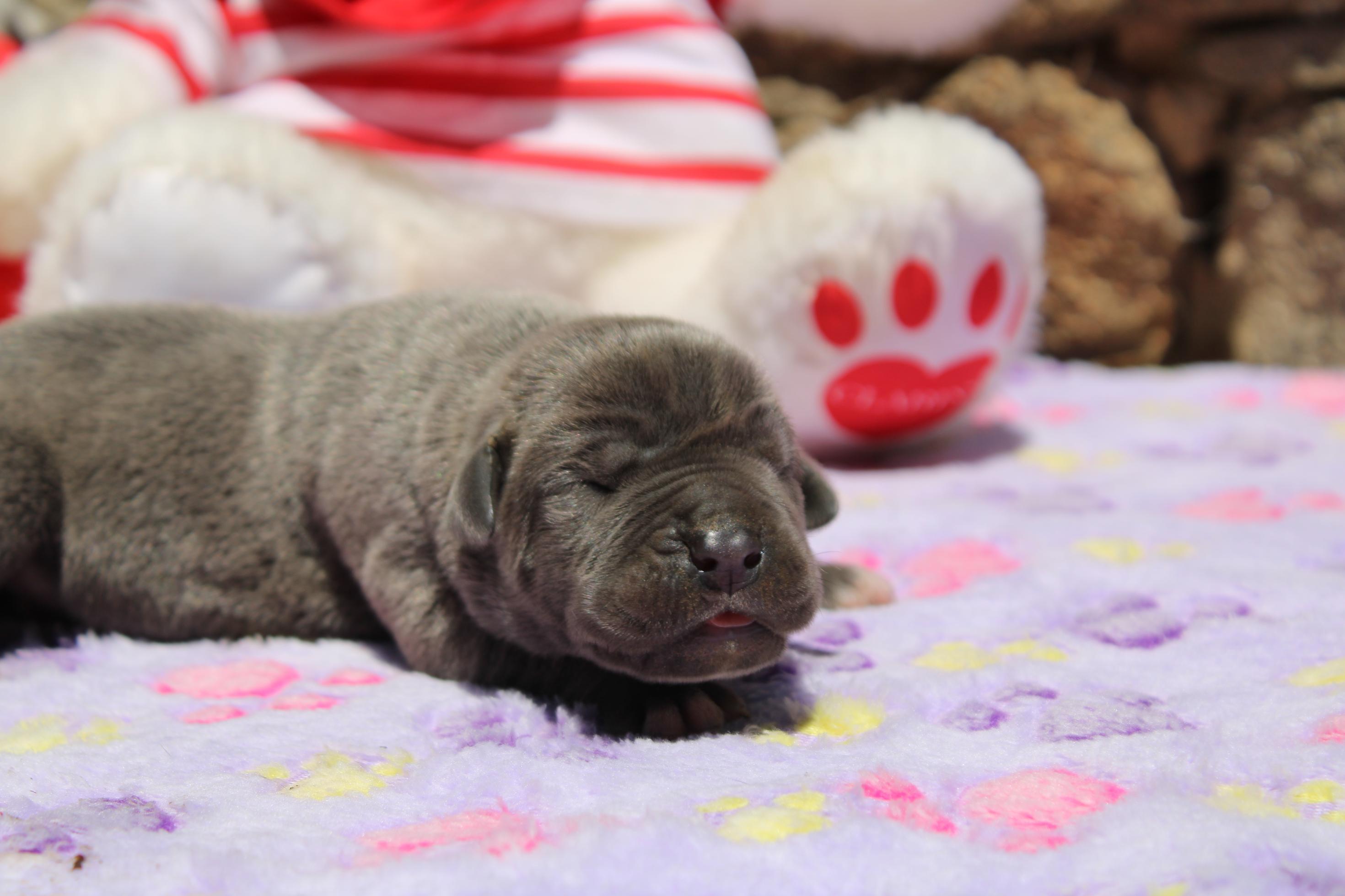 Image Cane Corso