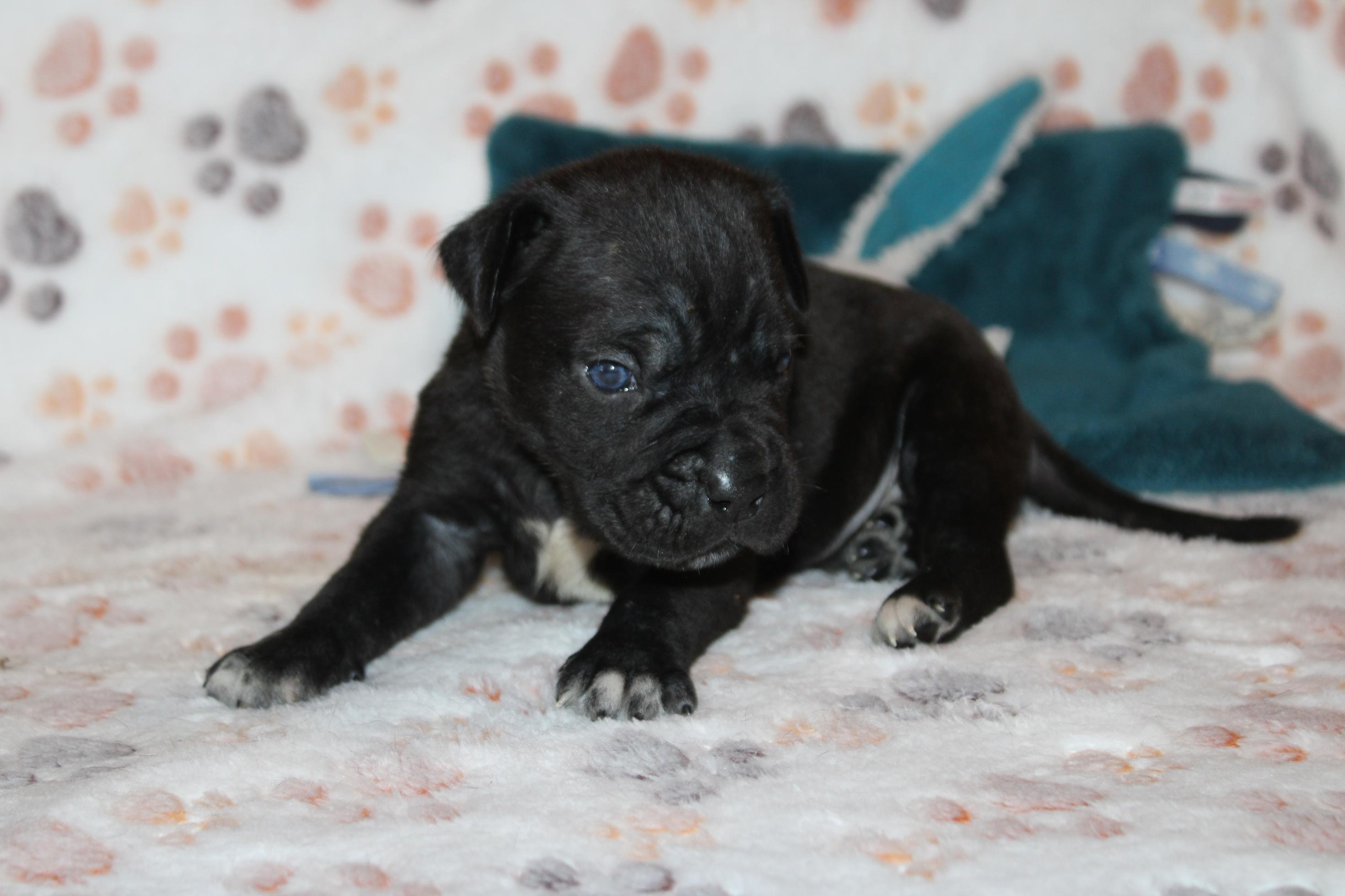 Image Cane Corso