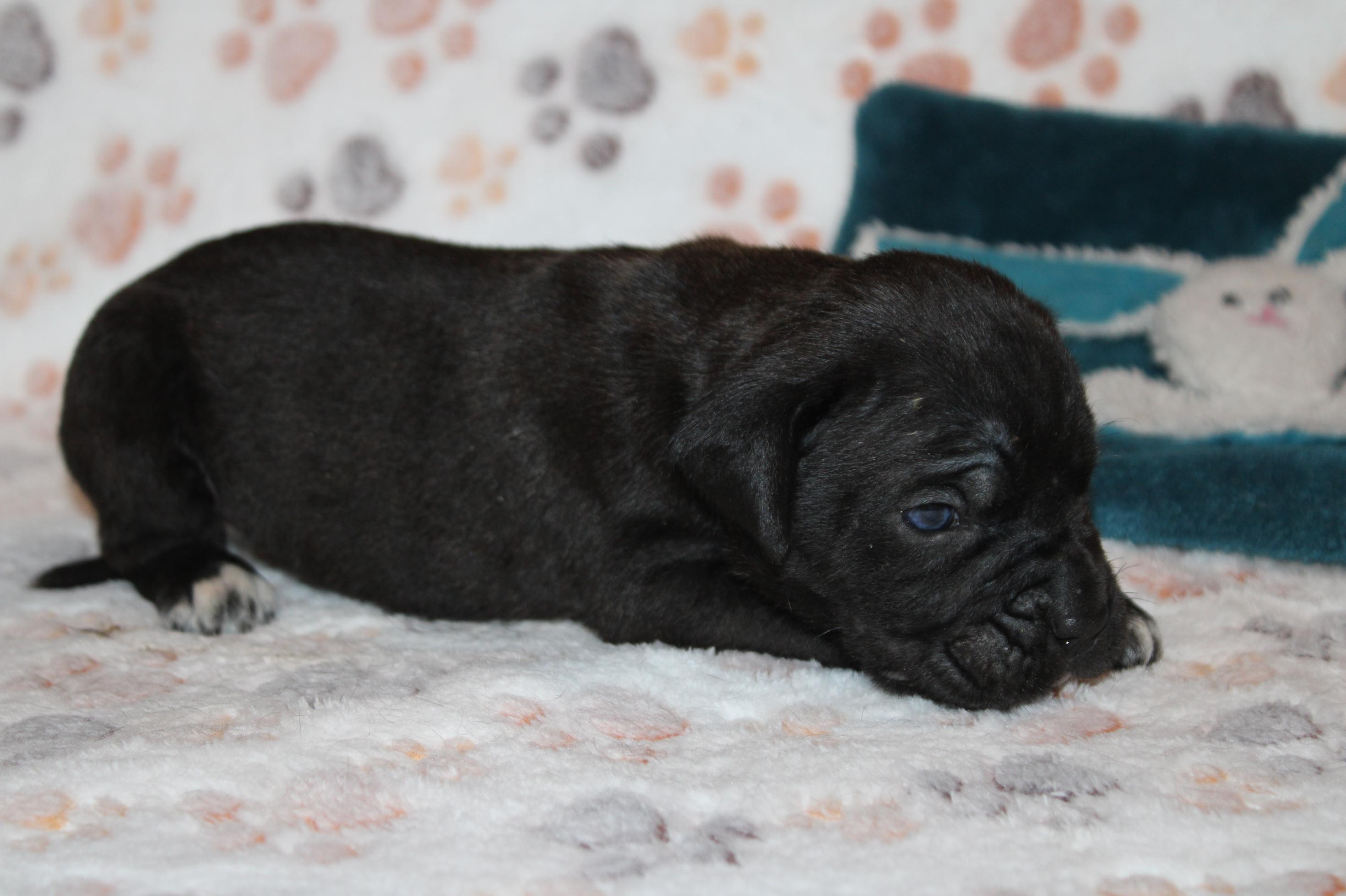 Image Cane Corso