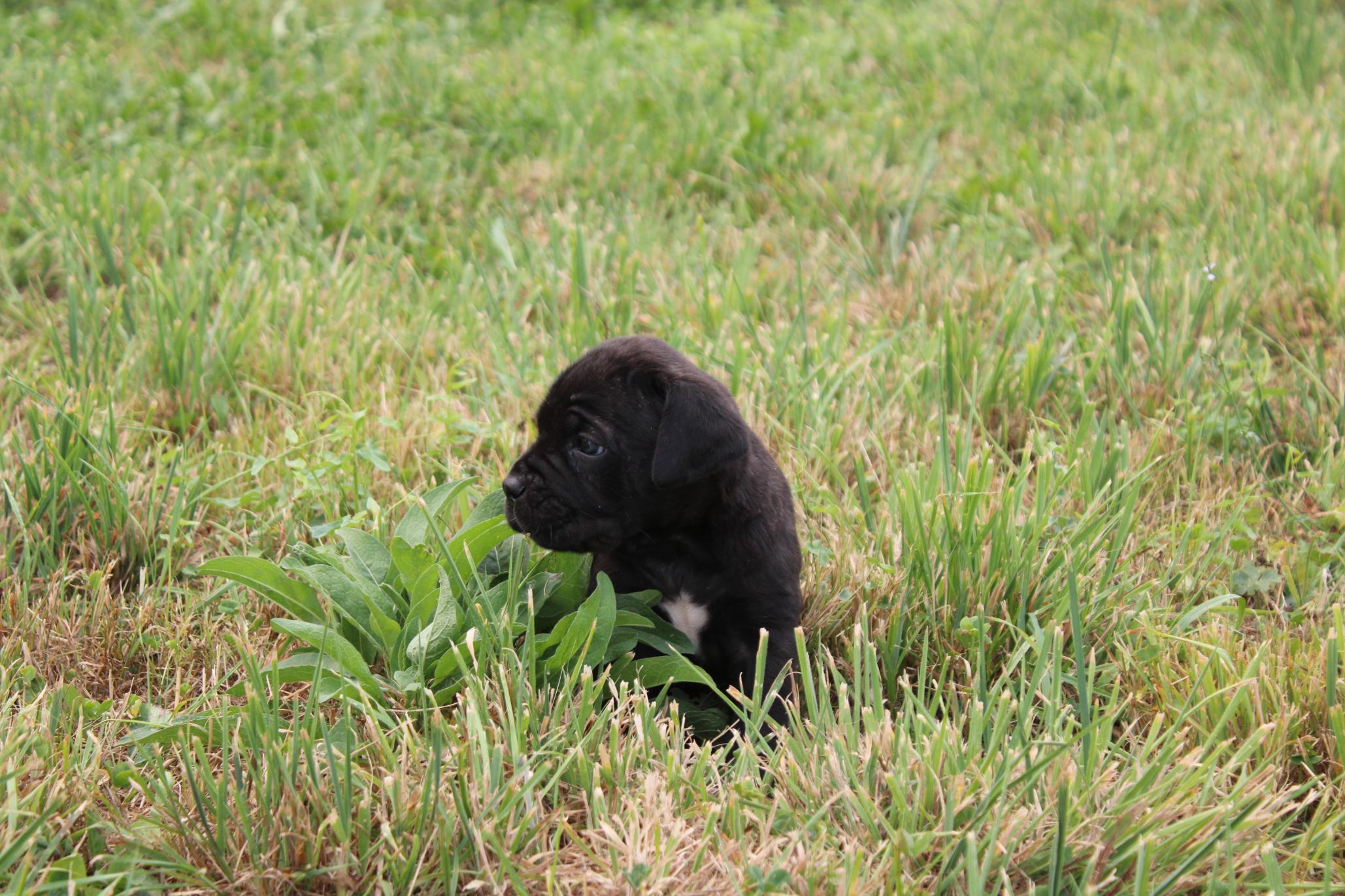 Image Cane Corso