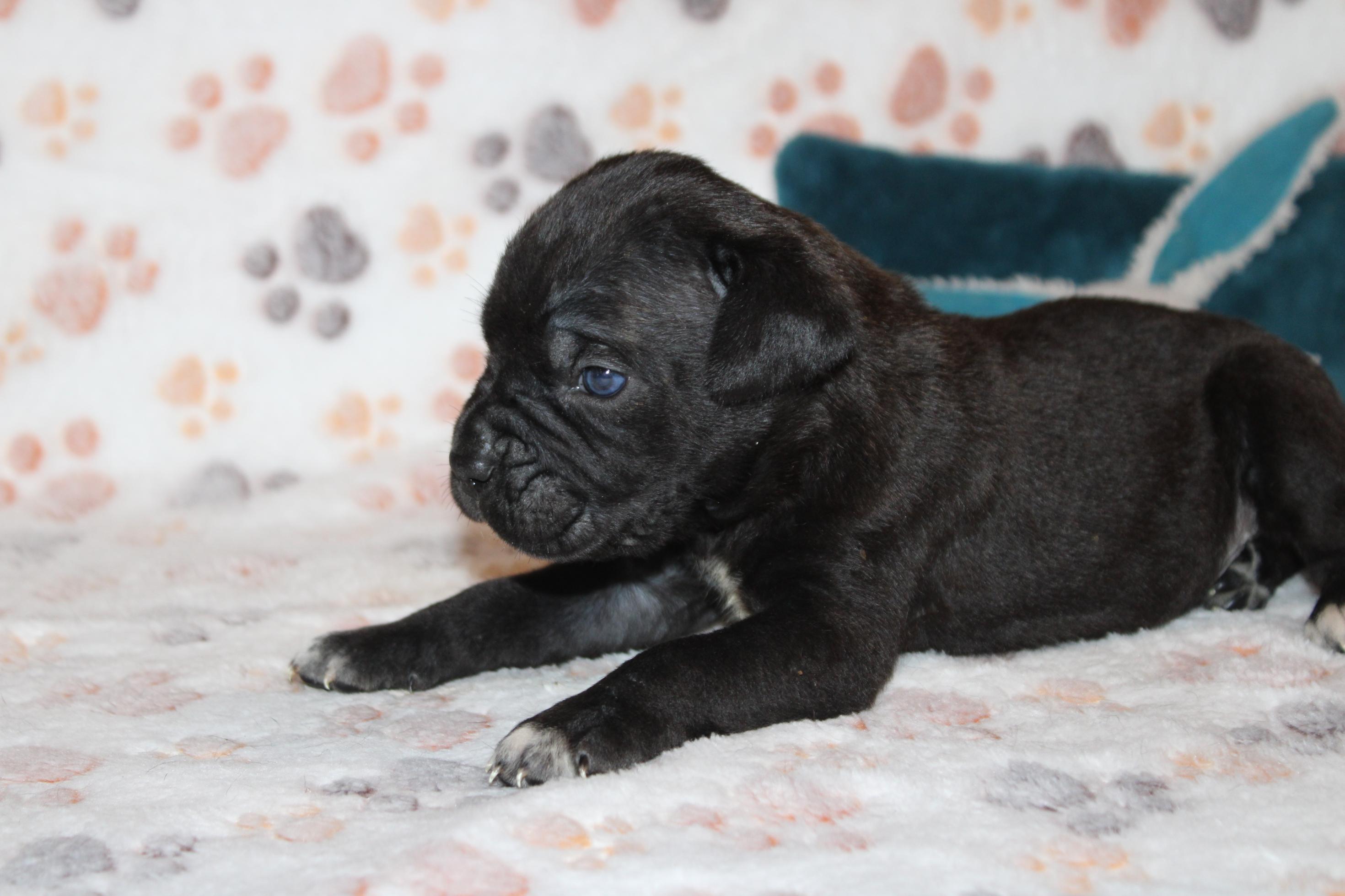 Image Cane Corso