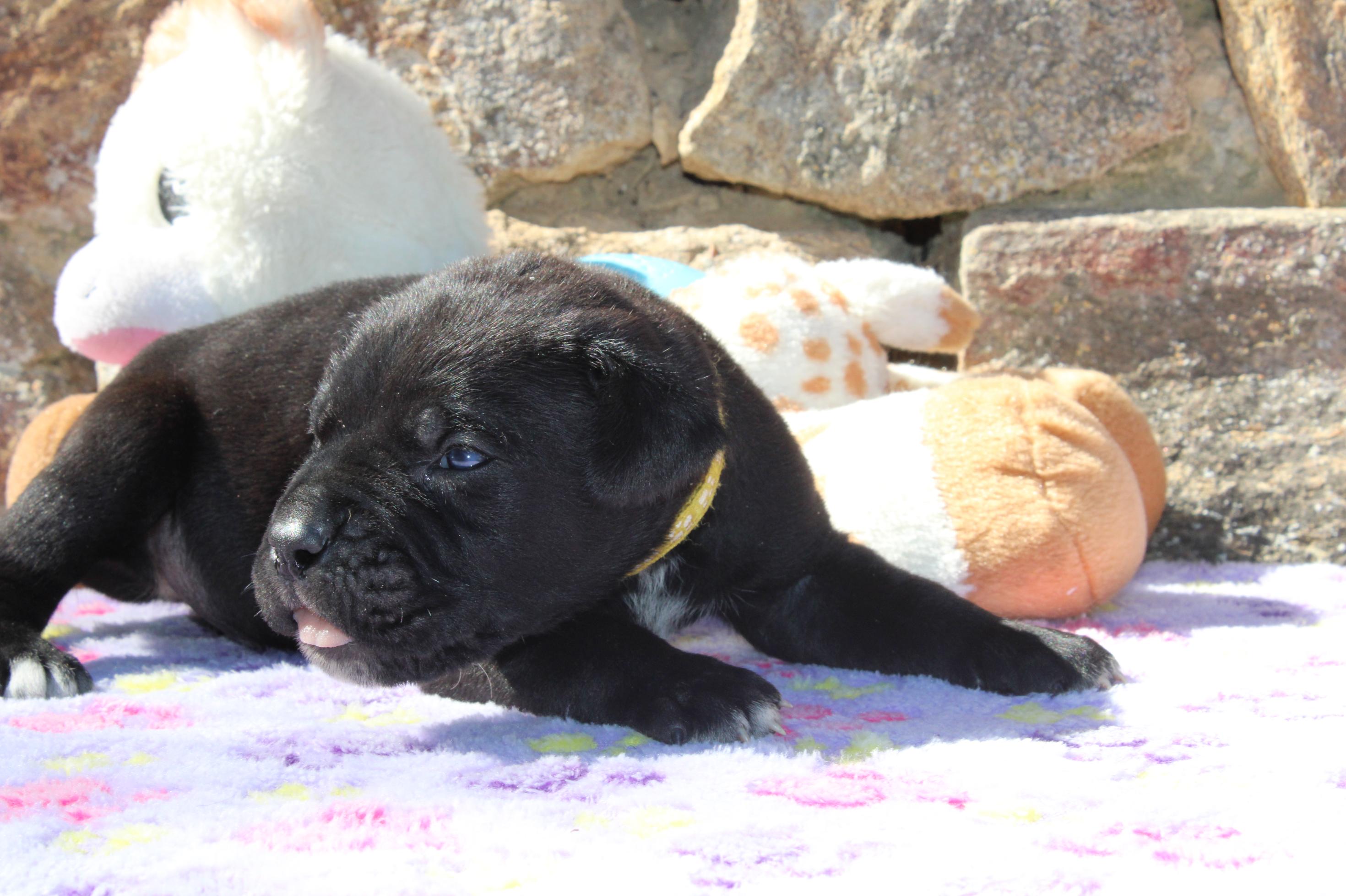 Image Cane Corso