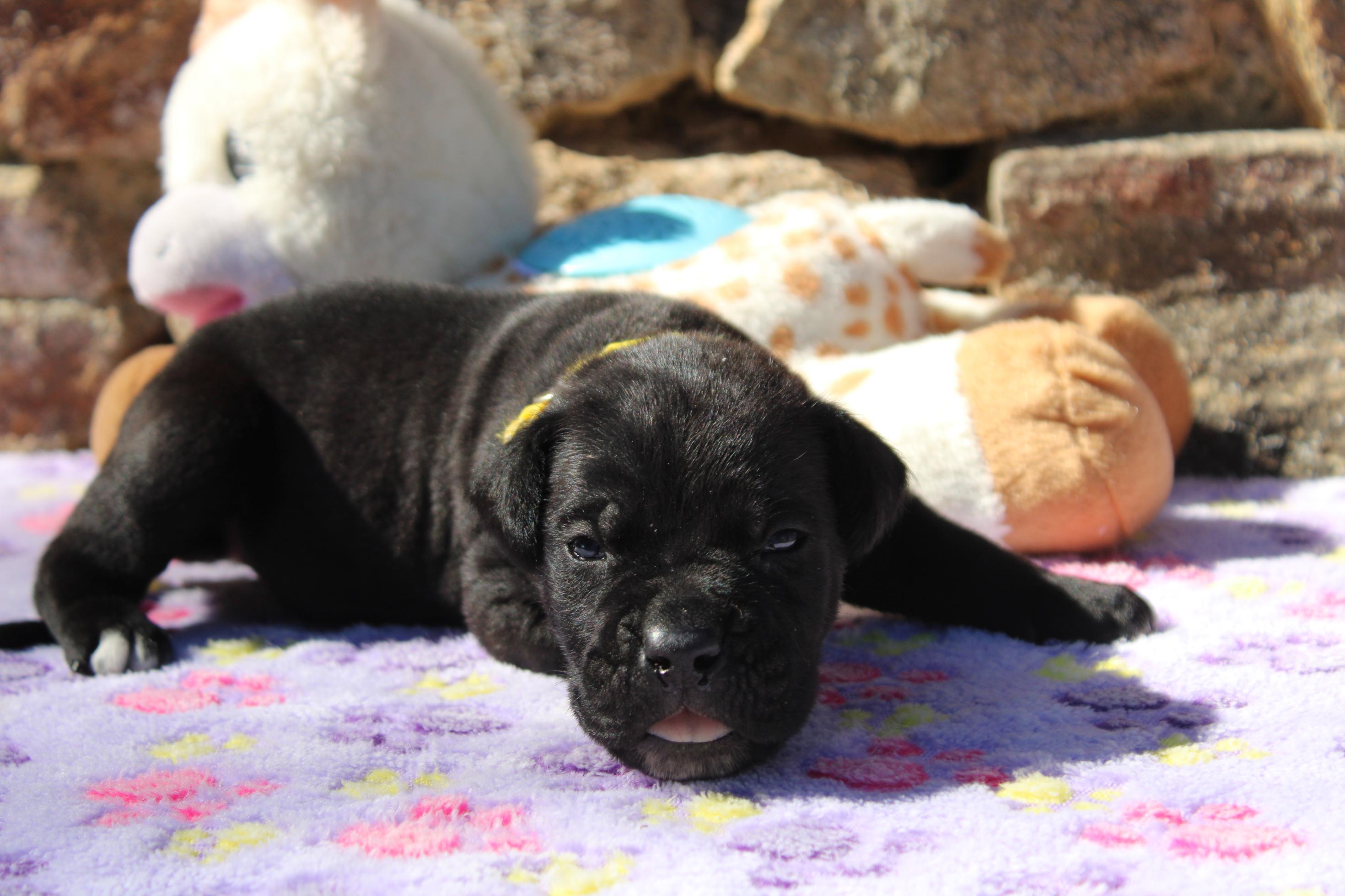 Image Cane Corso