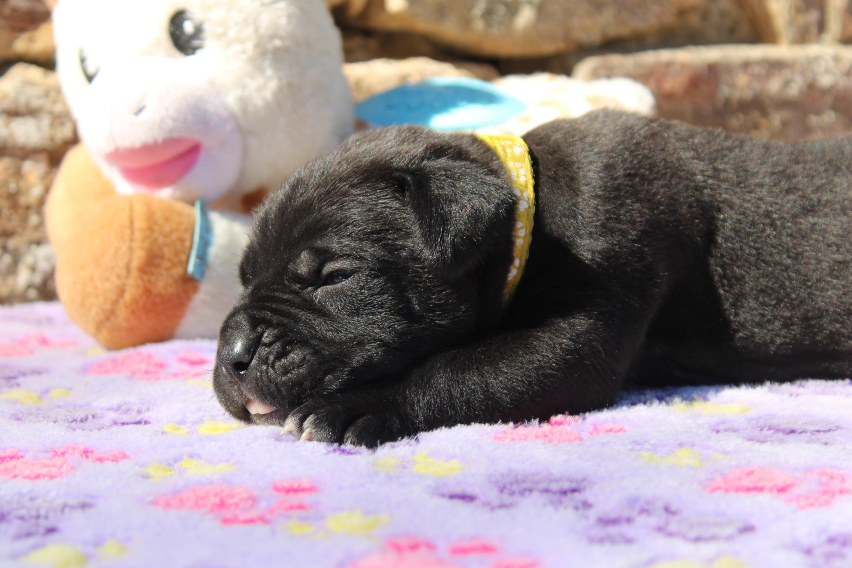 Image Cane Corso