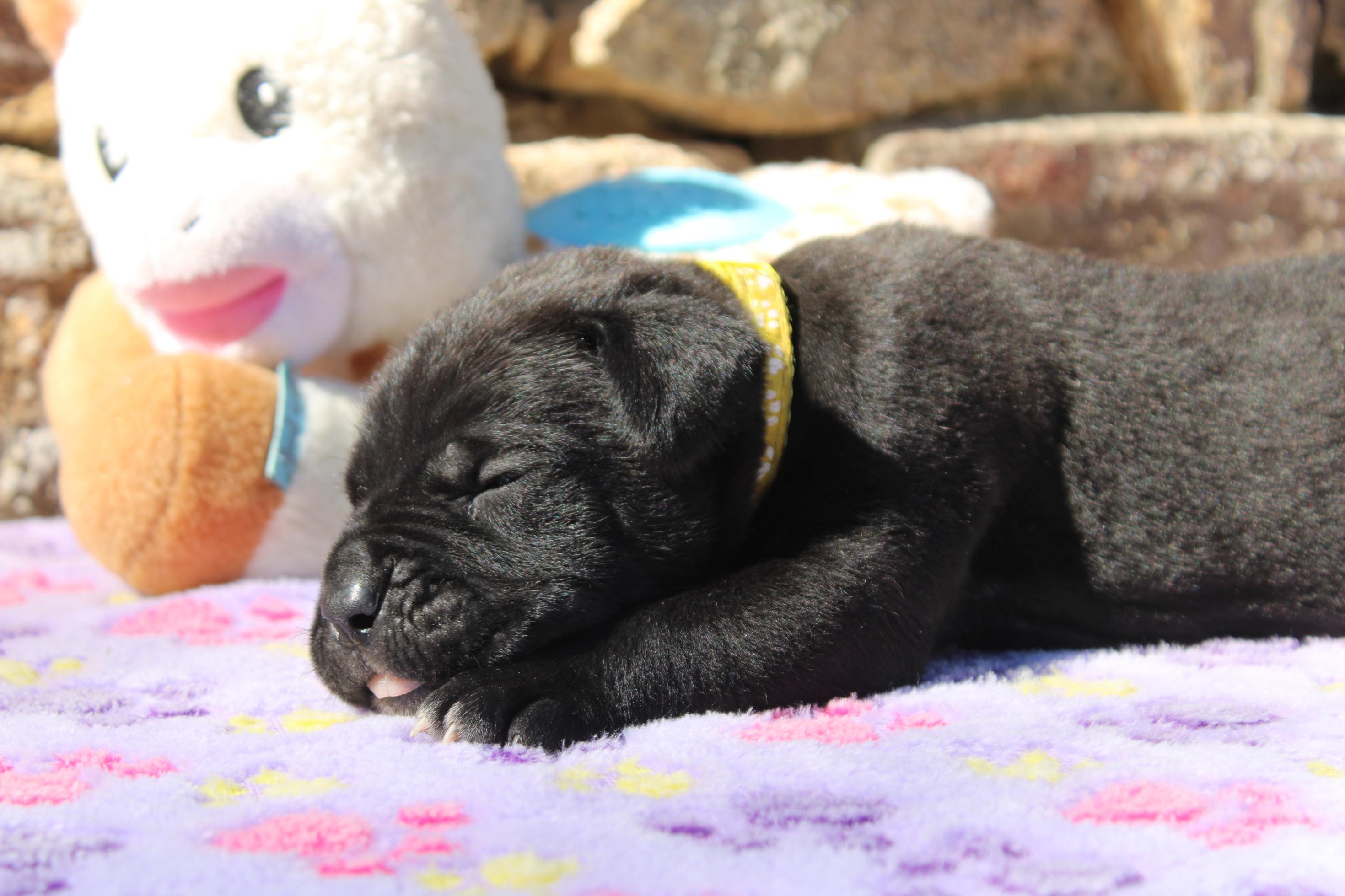 Image Cane Corso