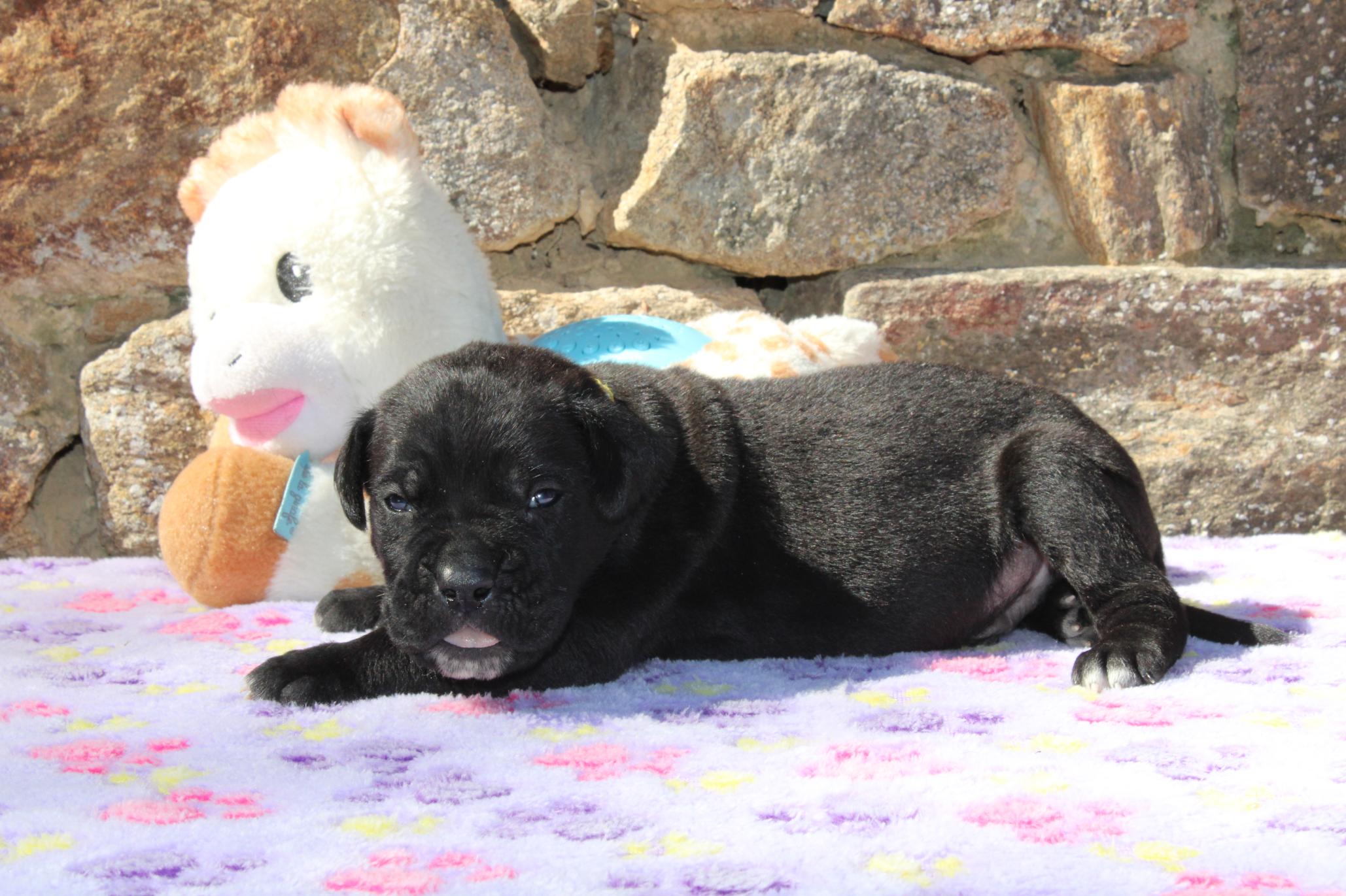 Image Cane Corso