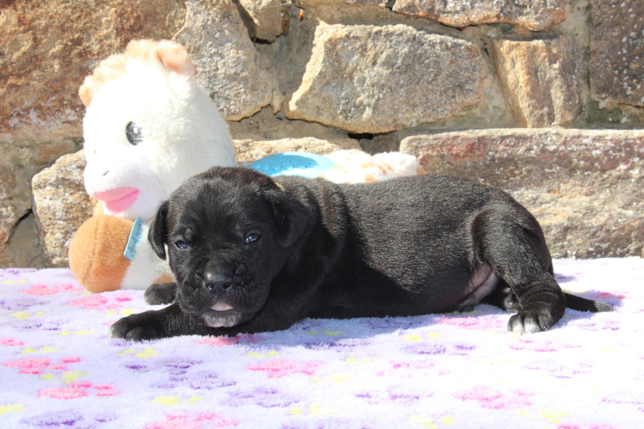 Image Cane Corso